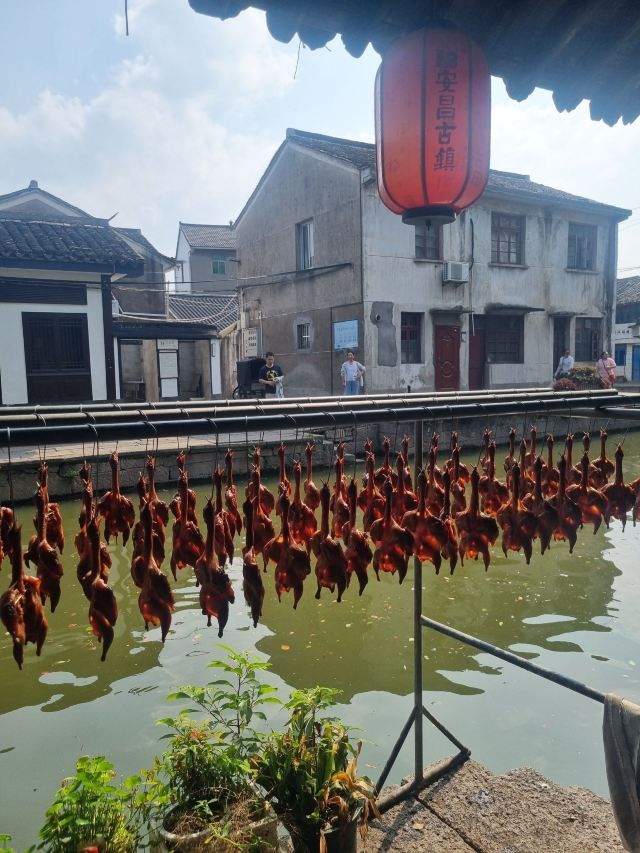 安昌古镇旅行图片 2