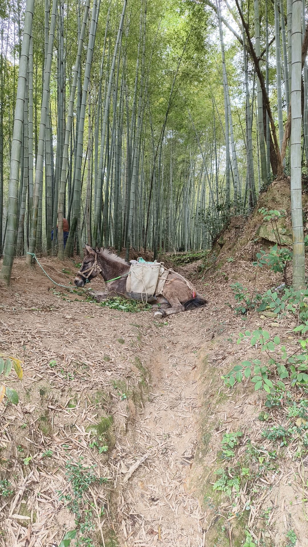 越王峥旅行图片 2
