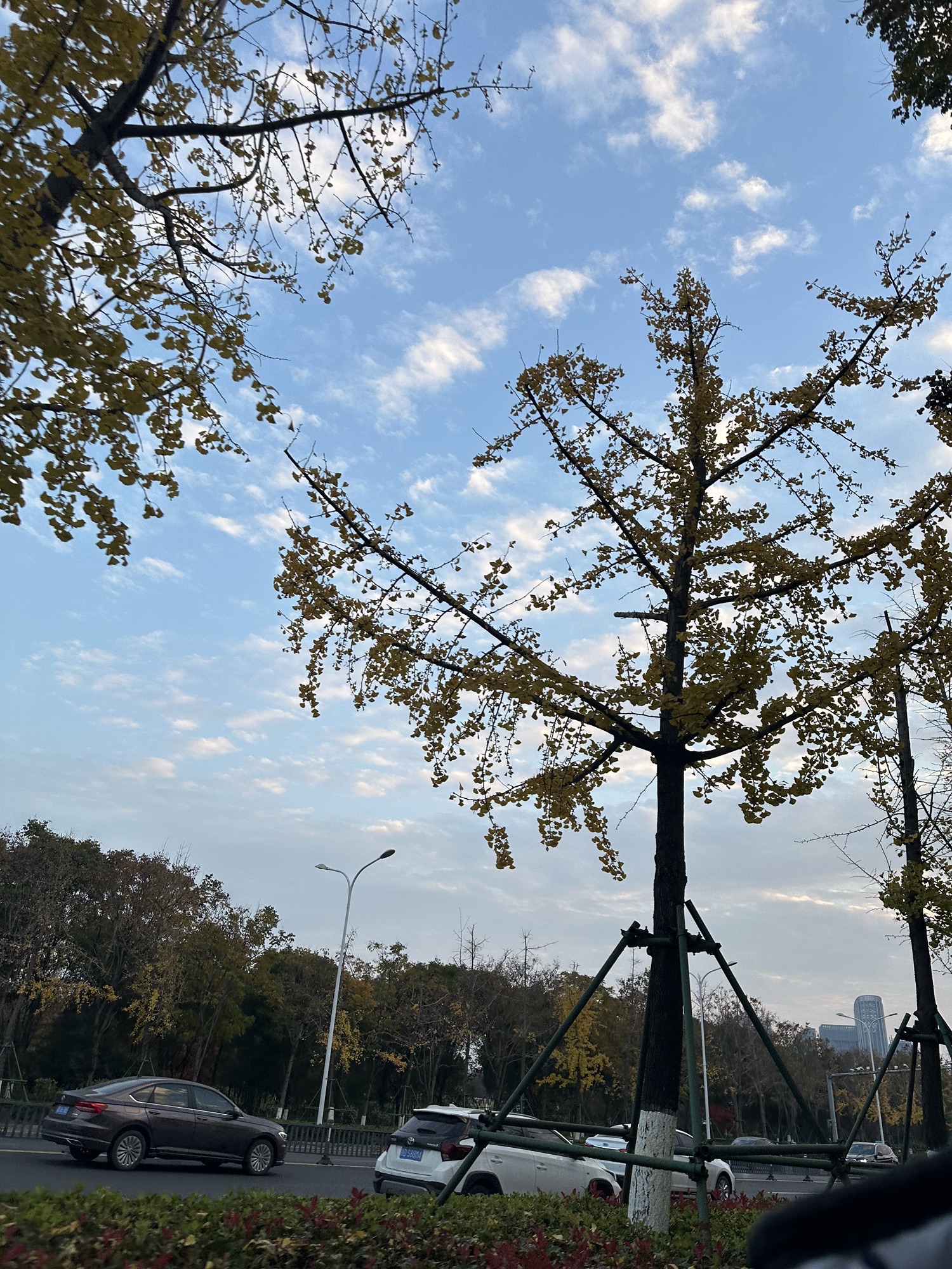 镜湖国家城市湿地公园旅行图片 2