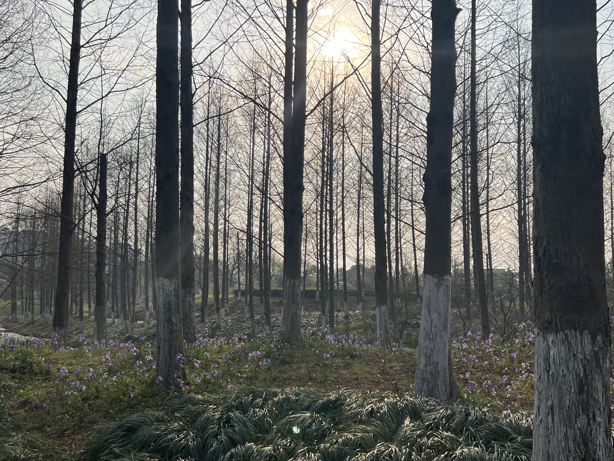 镜湖国家城市湿地公园旅行图片 1