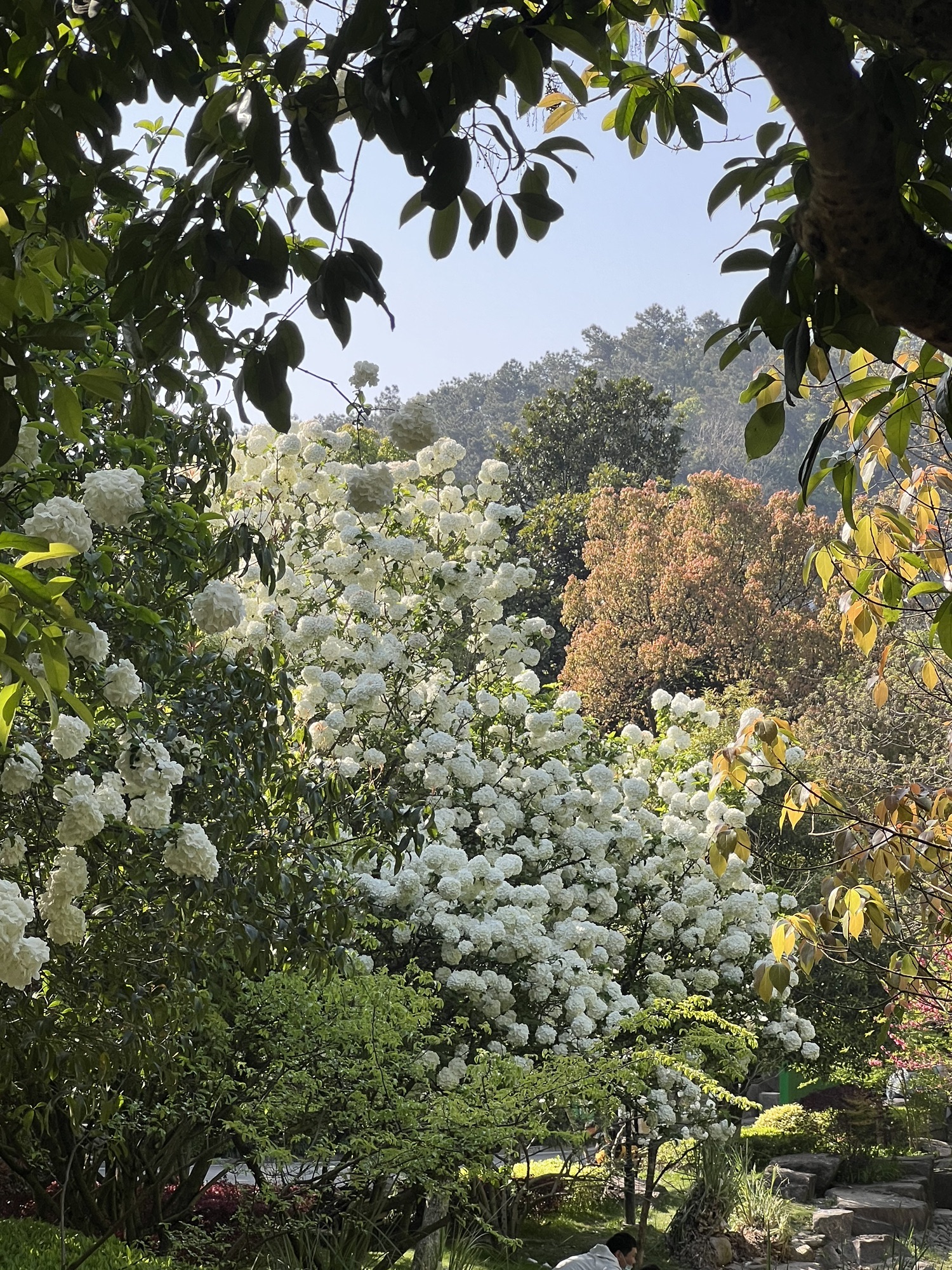 龙山公园旅行图片 2