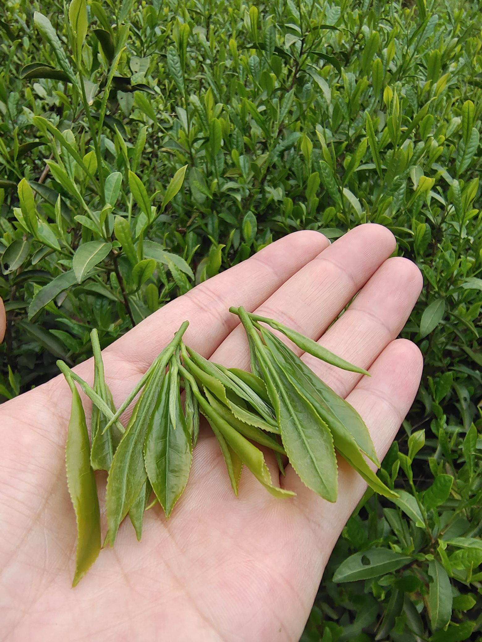 贵门更楼旅行图片 3