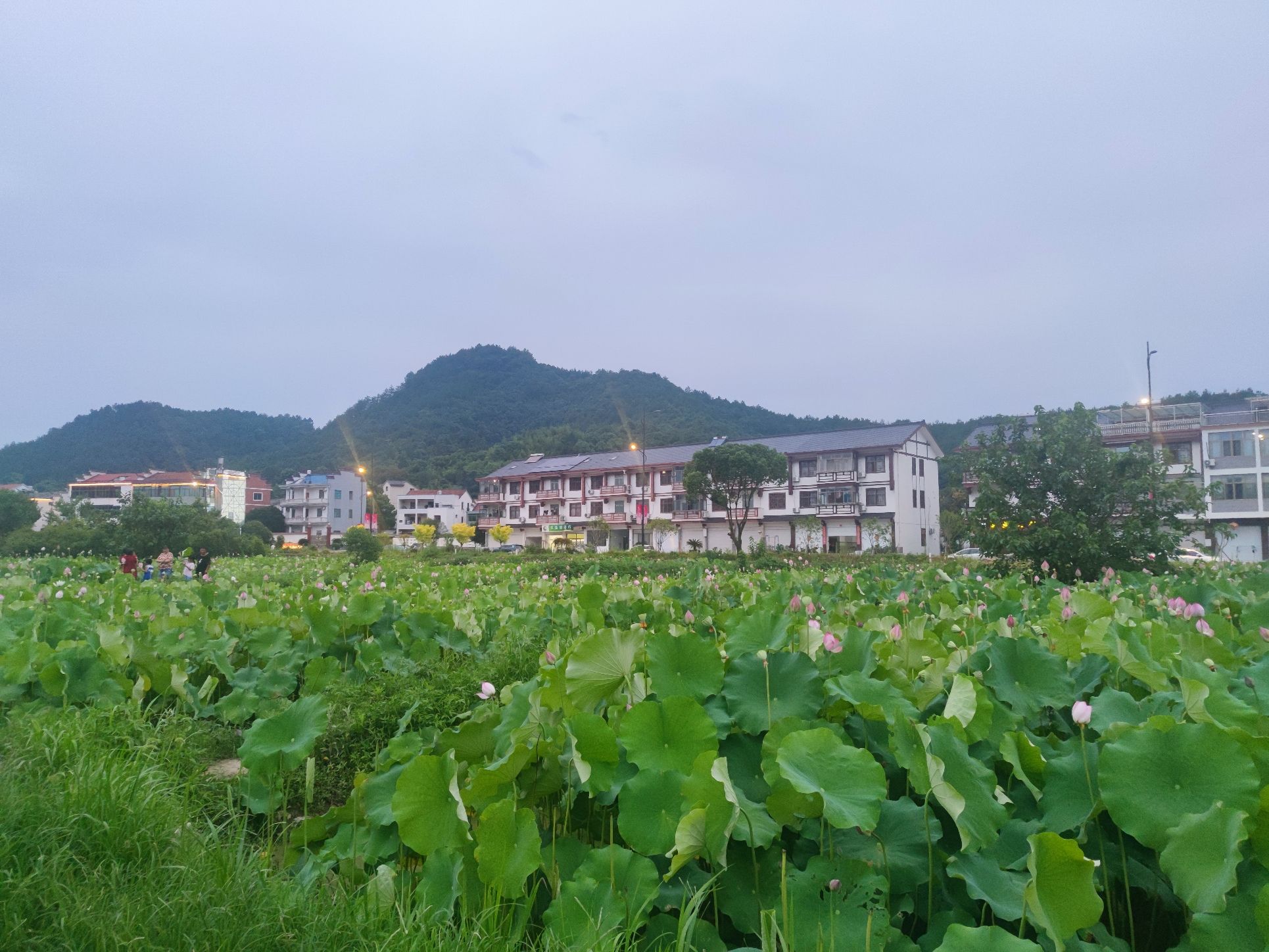 藏绿古建筑群旅行图片 3