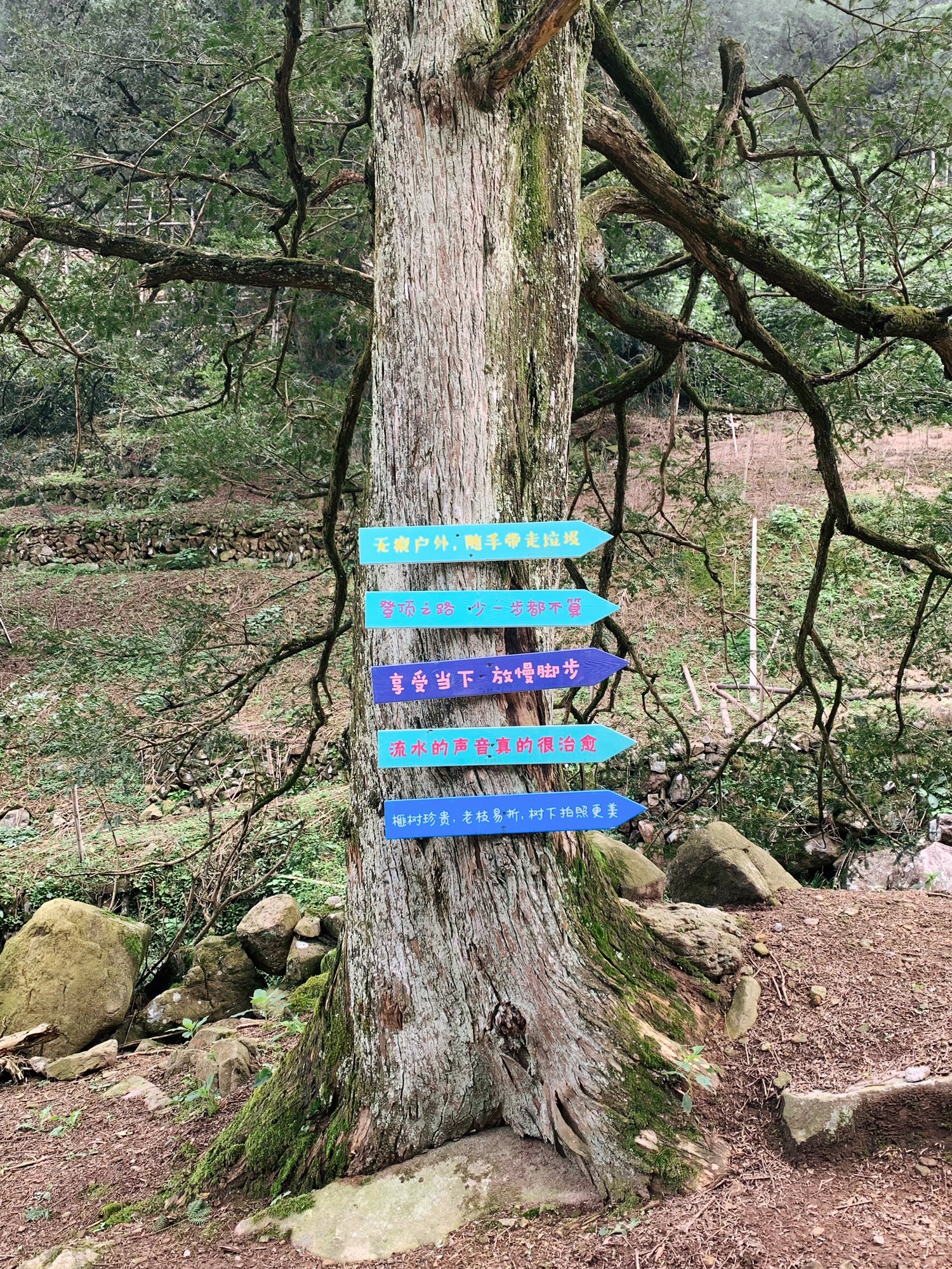 香榧森林公园走马岗旅行图片 3