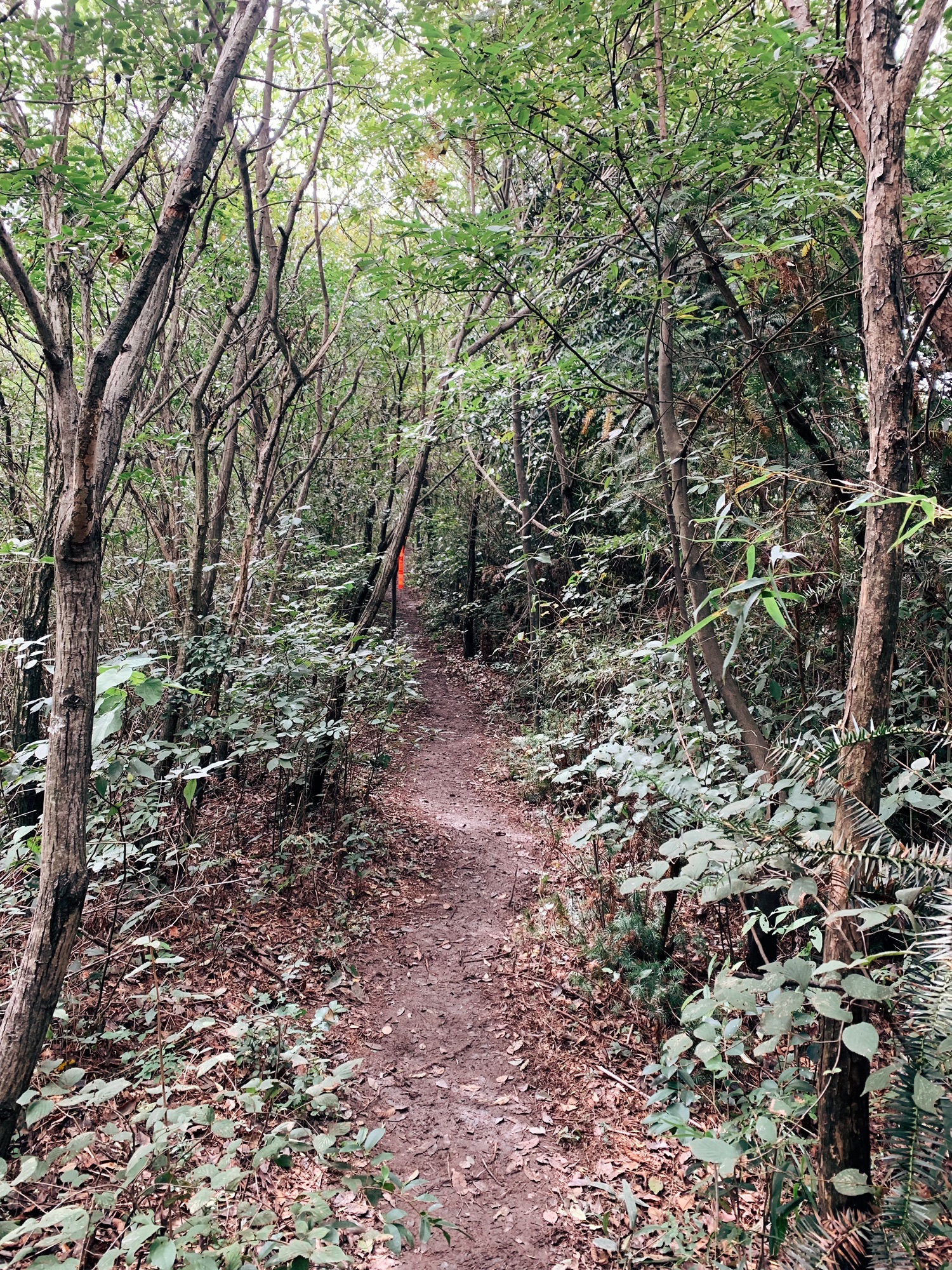 香榧森林公园走马岗旅行图片 2
