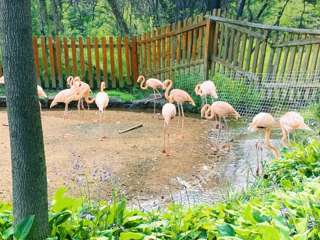 绍兴美湖动物园旅行图片 3