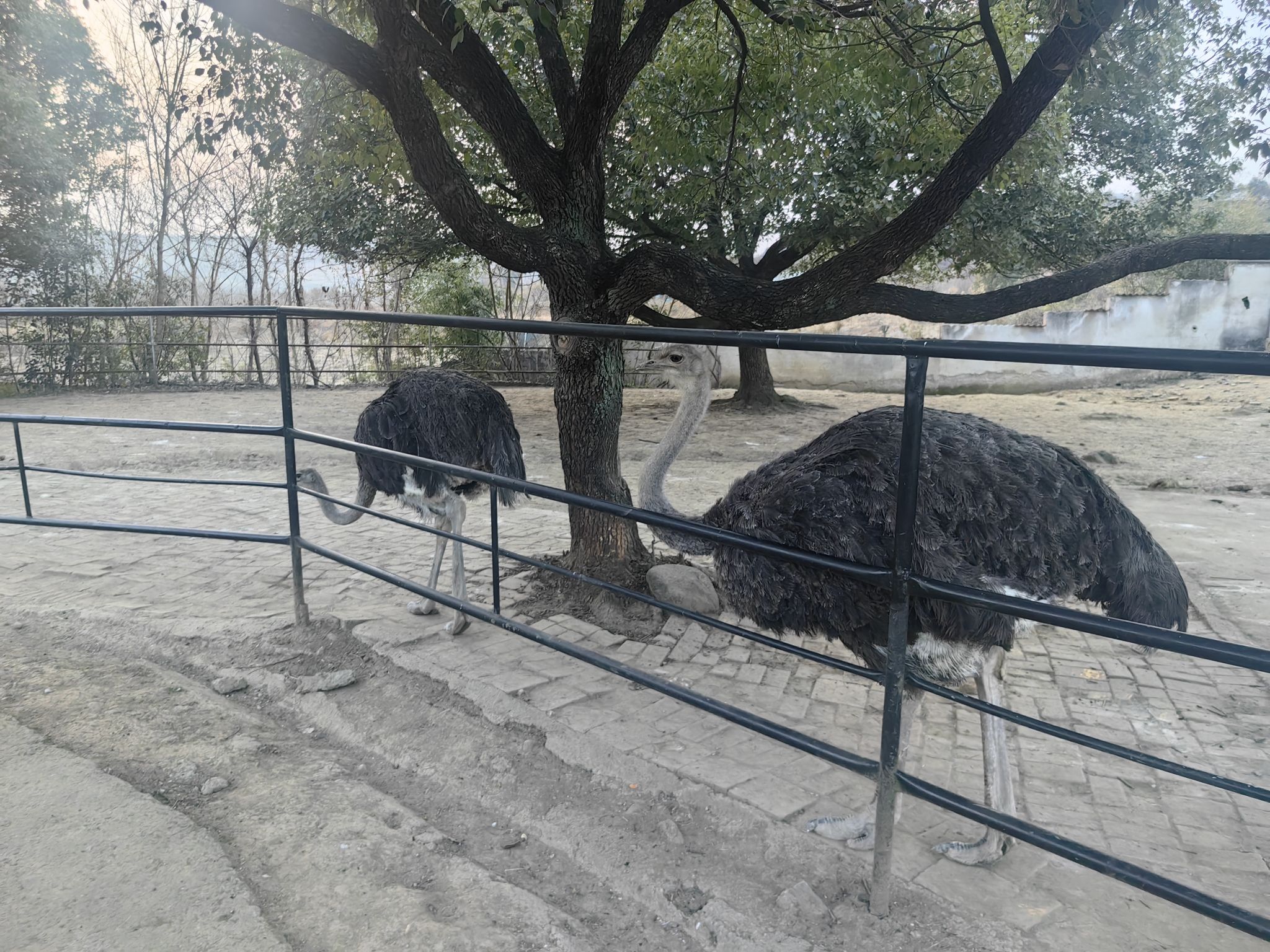 绍兴美湖动物园旅行图片 2