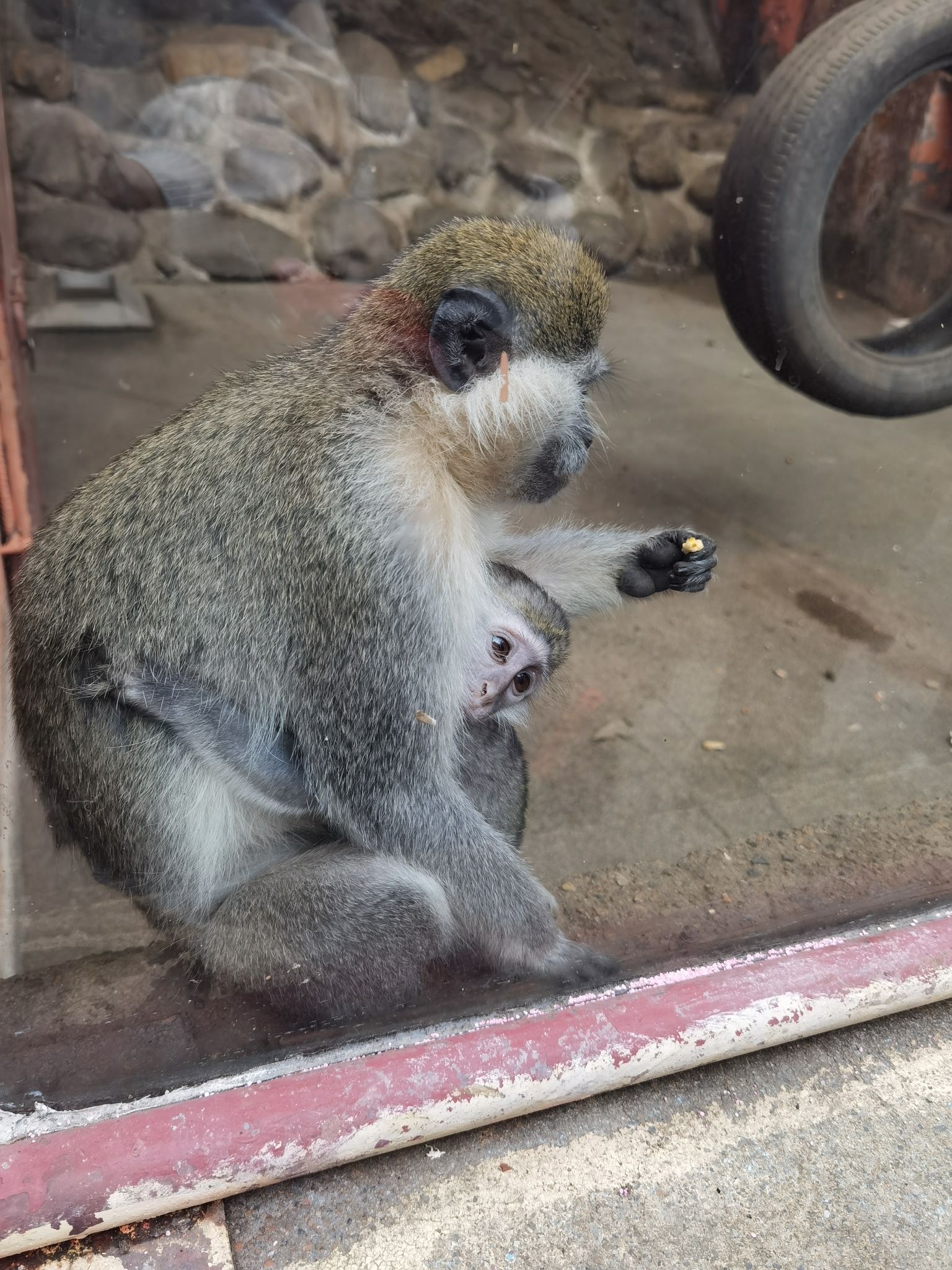 绍兴美湖动物园旅行图片 2