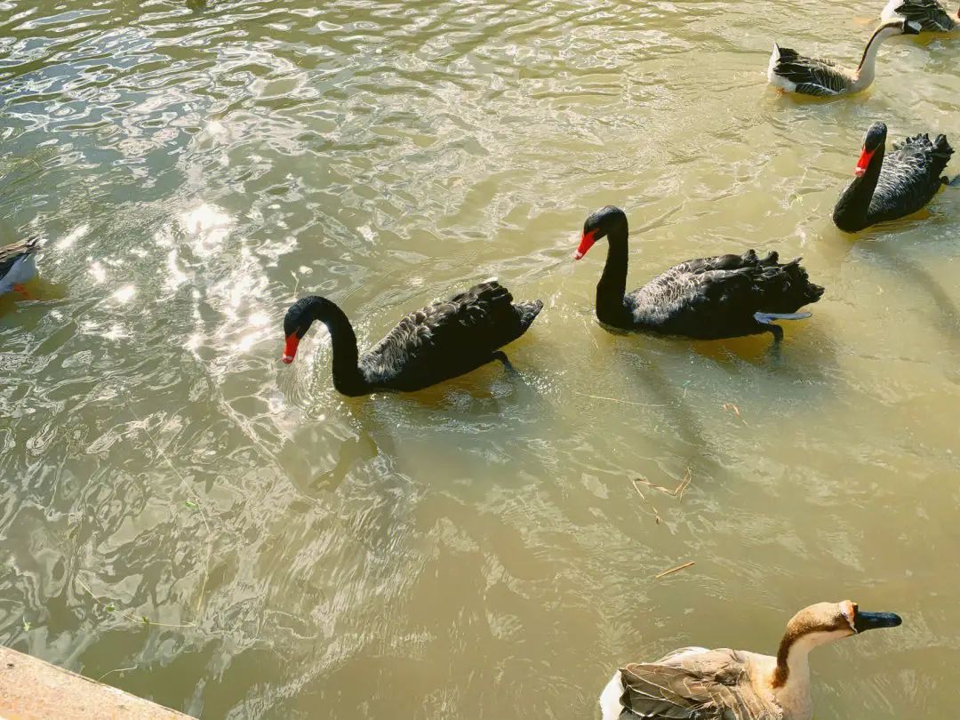 绍兴美湖动物园旅行图片 1