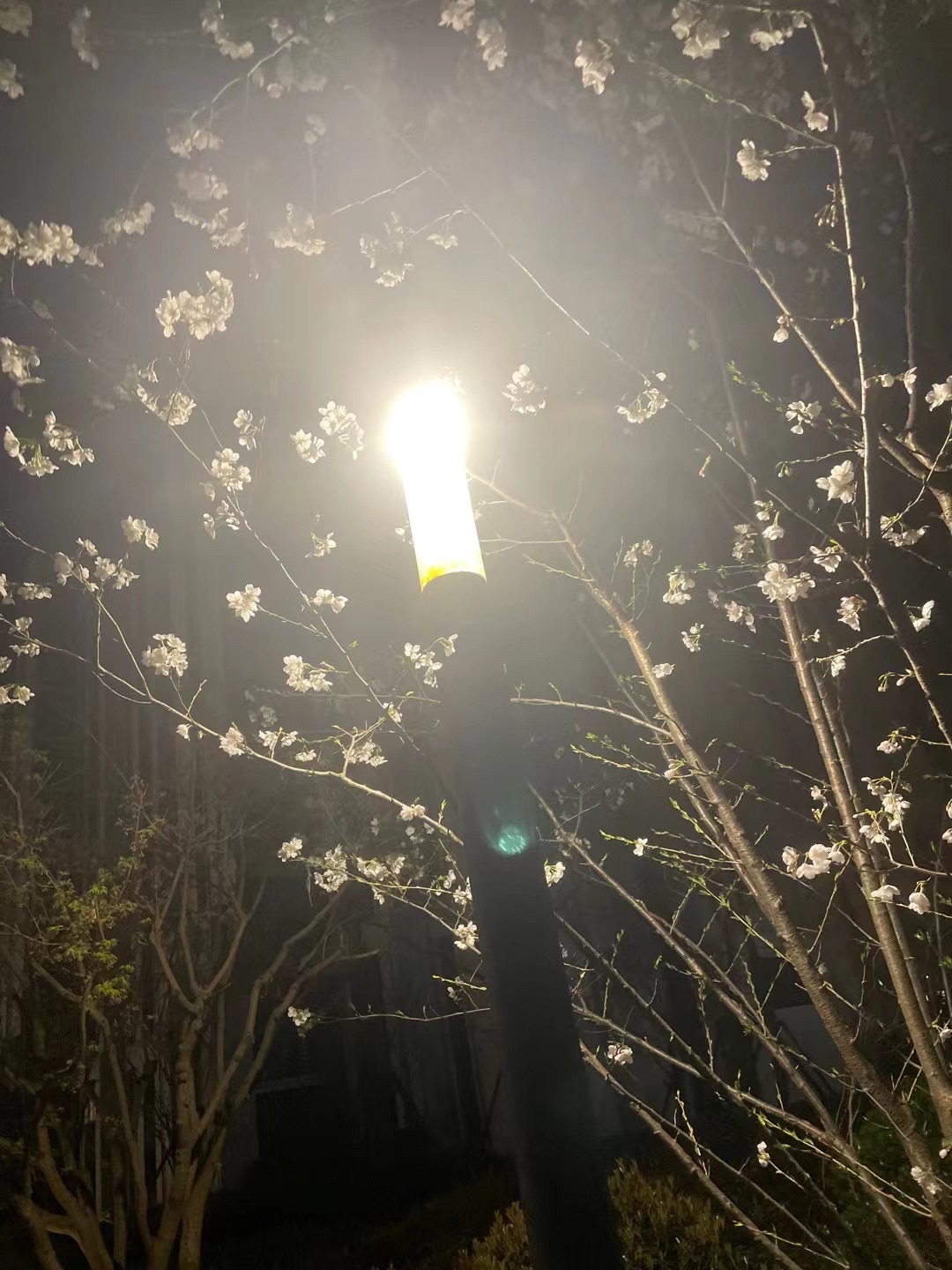 环翠公园旅行图片 2