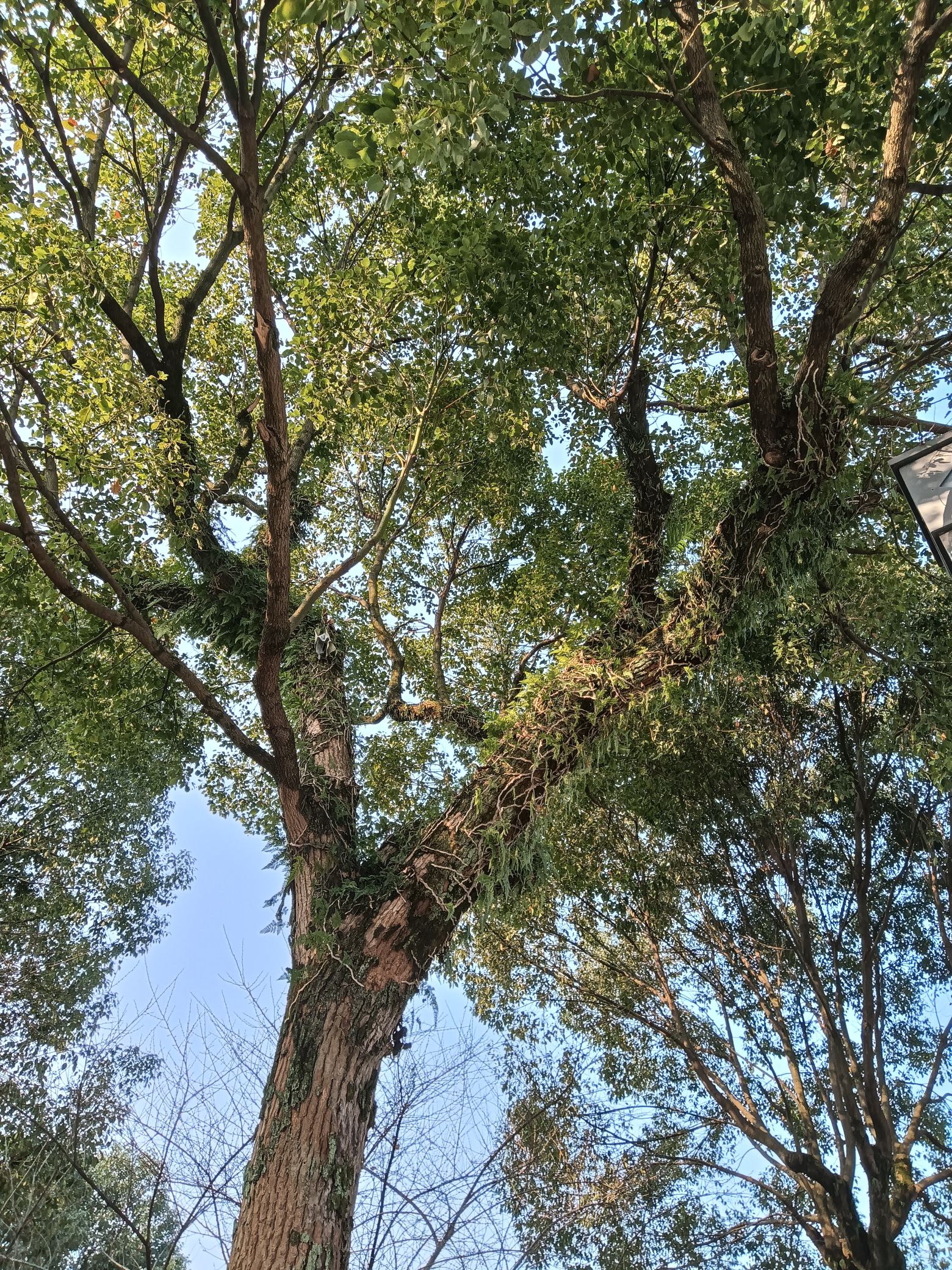 九峰公园旅行图片 3