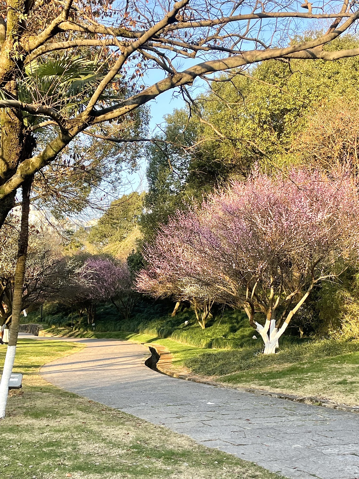 东辉公园旅行图片 2