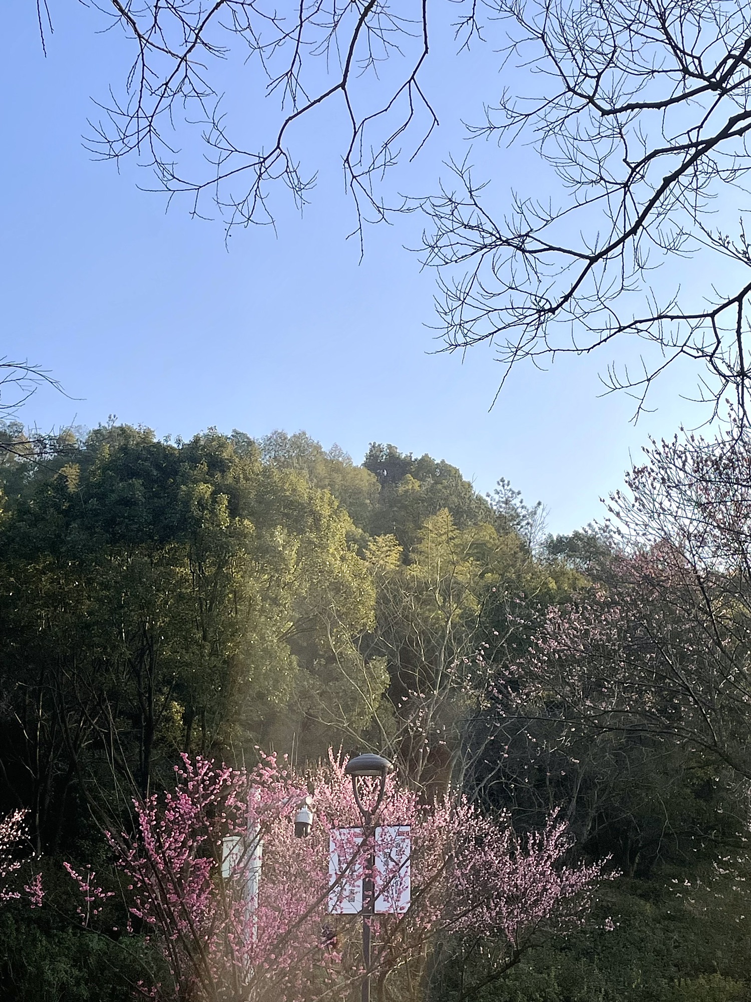 东辉公园旅行图片 1