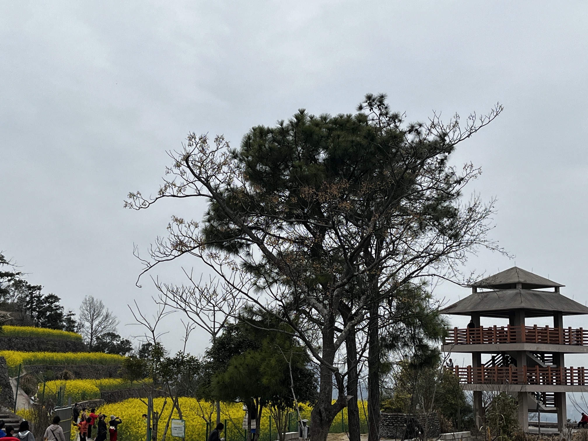 藤岭头旅行图片 2