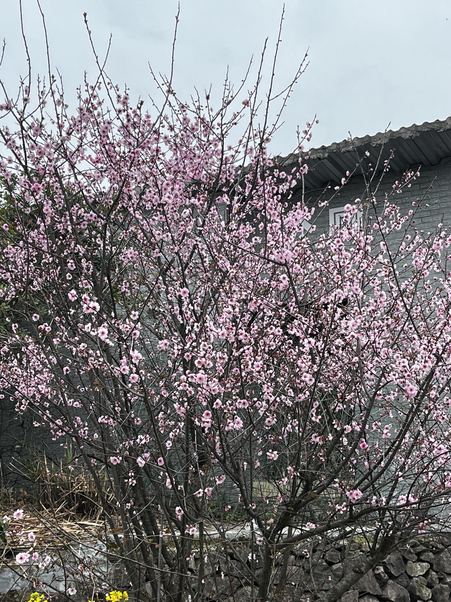 藤岭头旅行图片 1