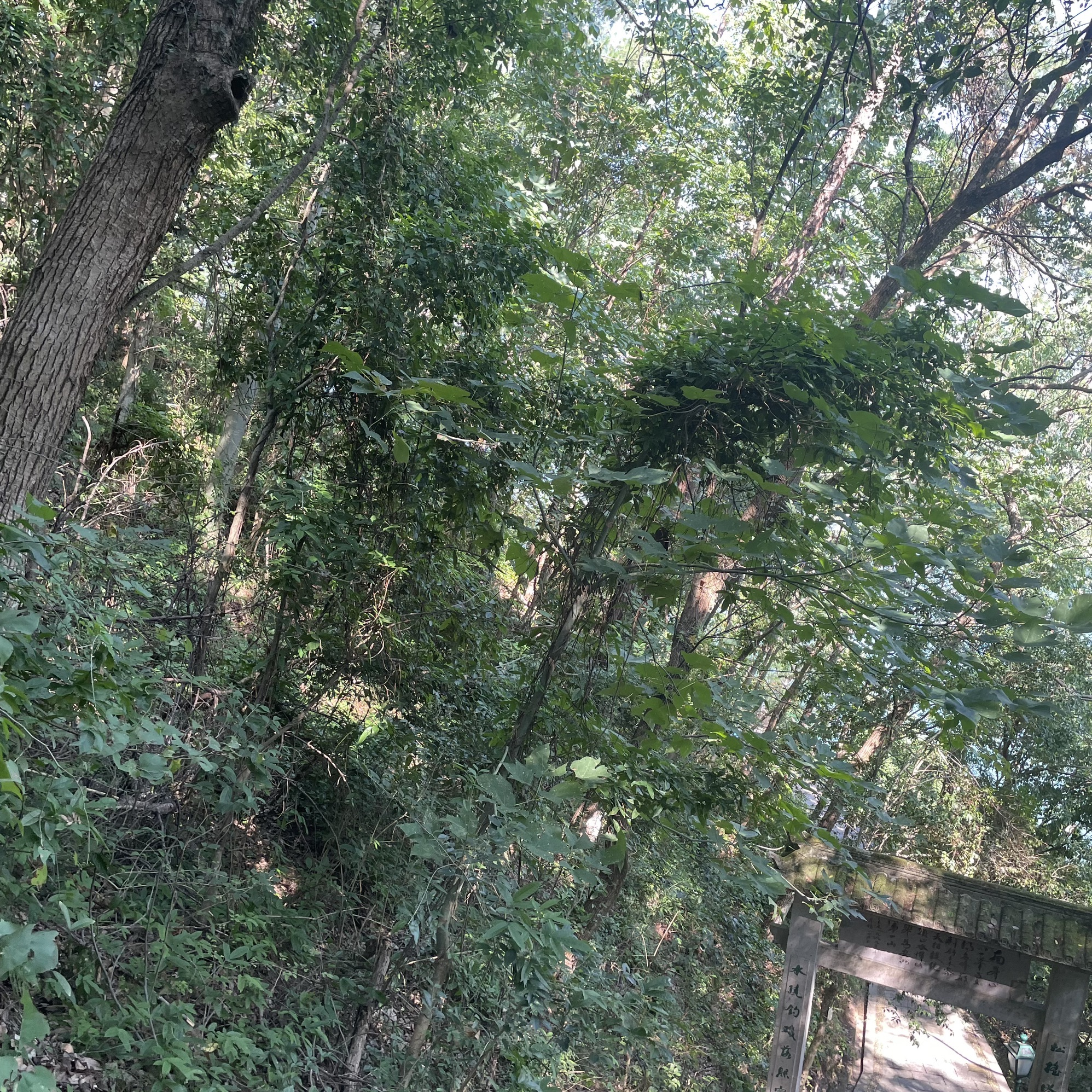 仙居南峰山景区旅行图片 2