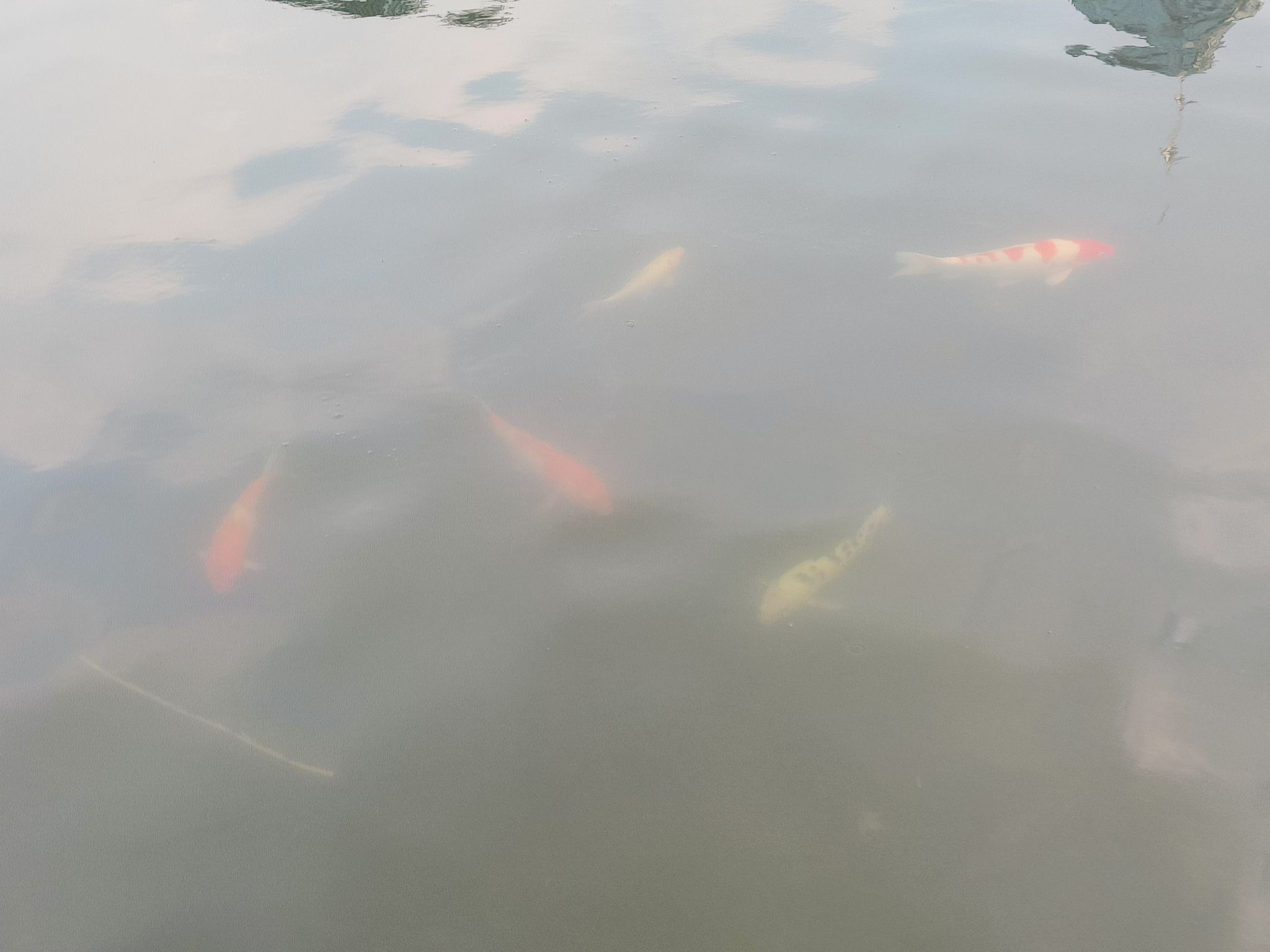 莲花山旅行图片 1