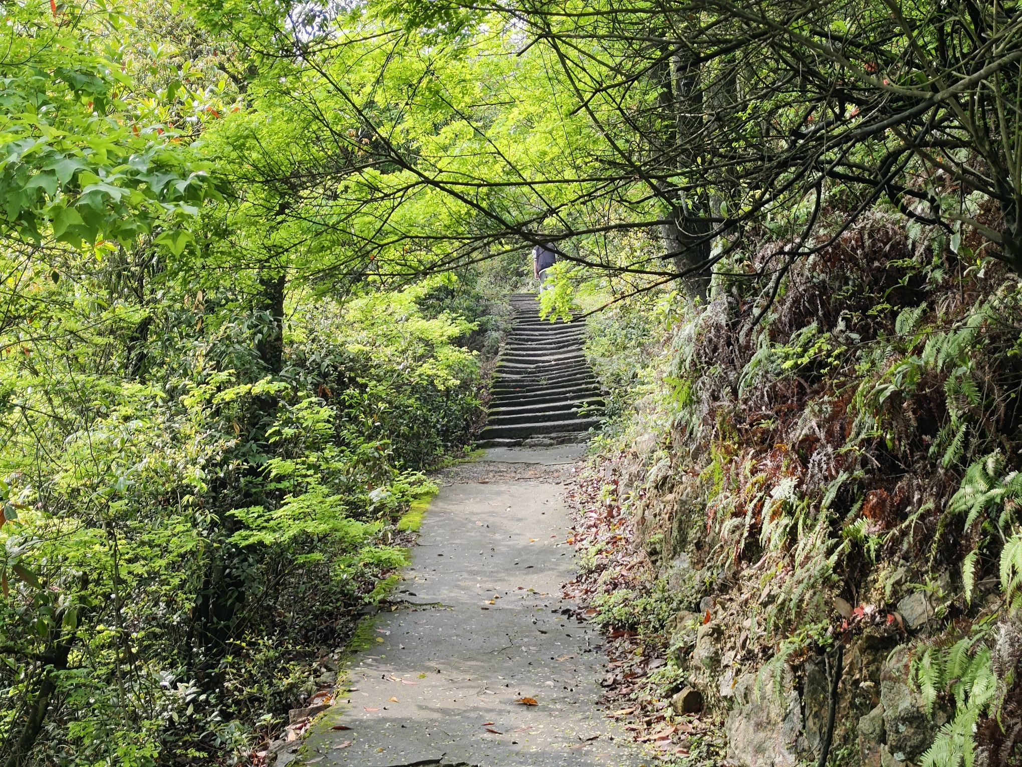 楼旗尖风景名胜区旅行图片 3