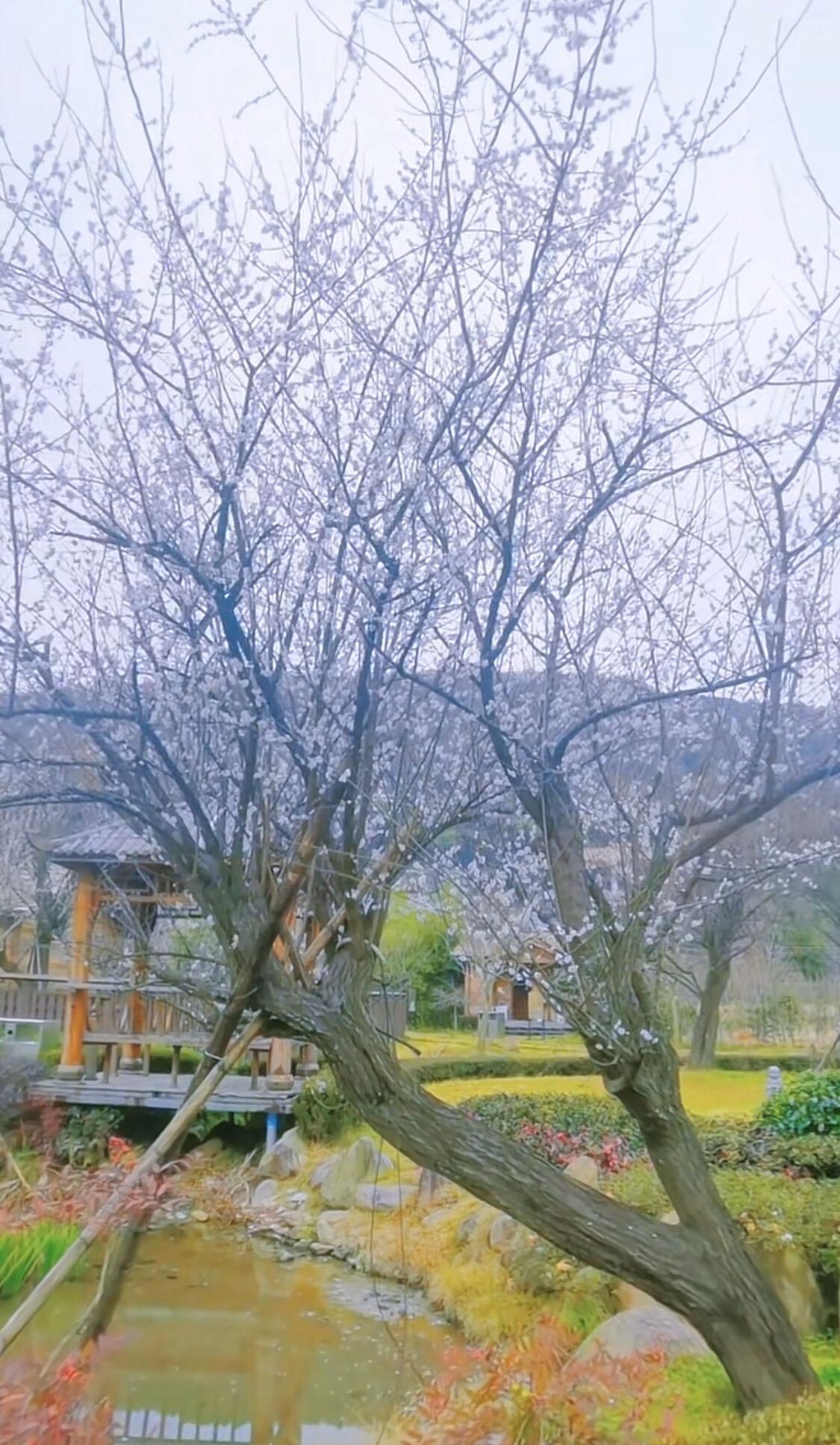 江厦森林公园旅行图片 3