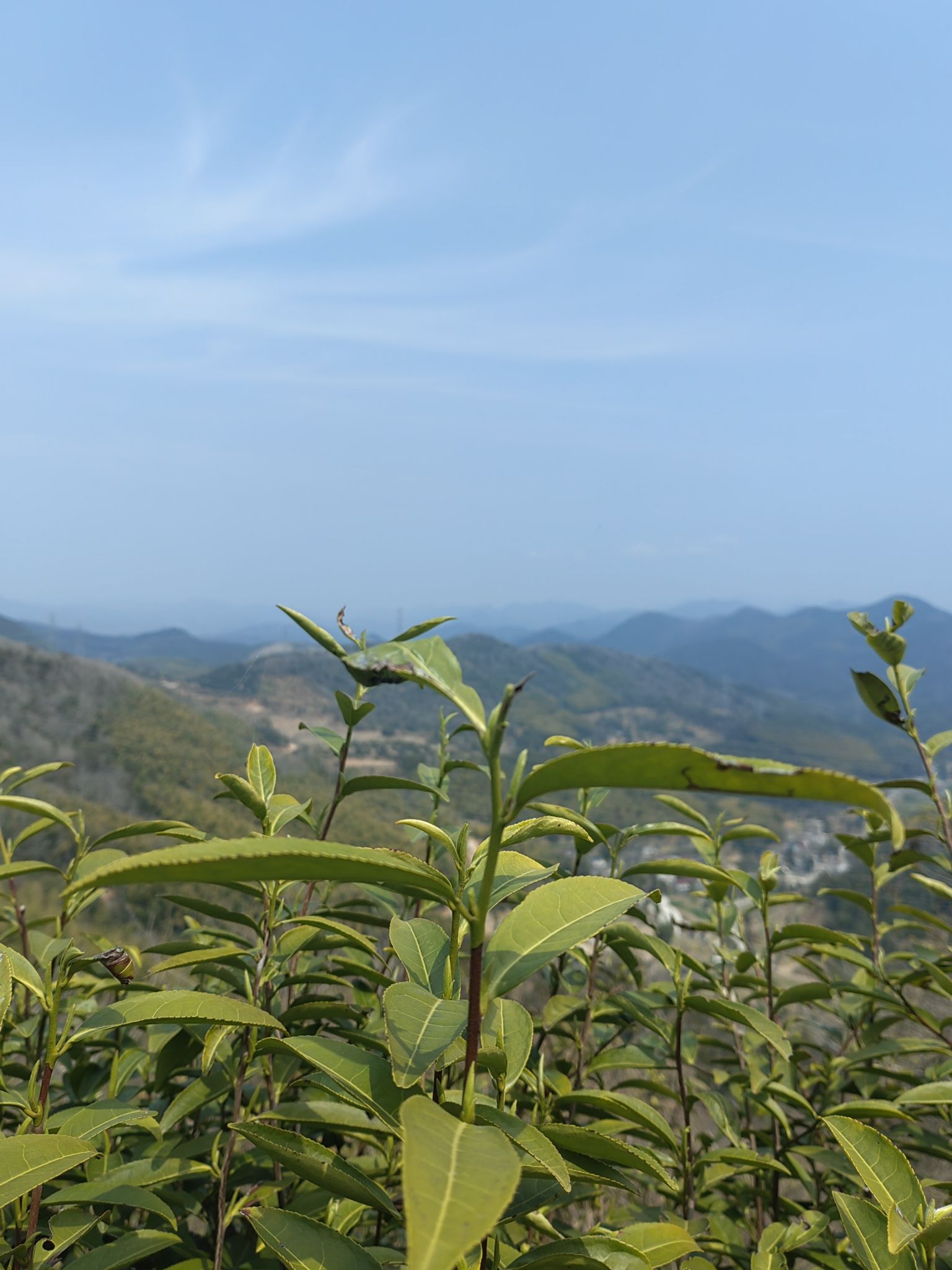 羊岩山茶文化园景区旅行图片 3