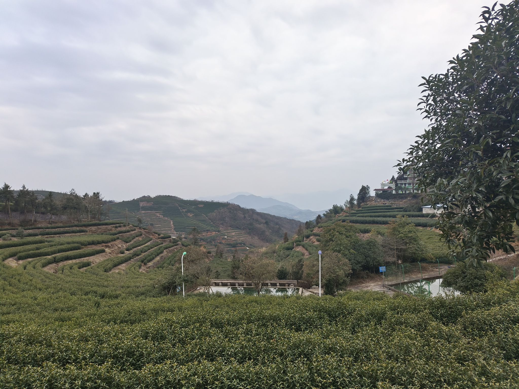 羊岩山茶文化园景区旅行图片 2