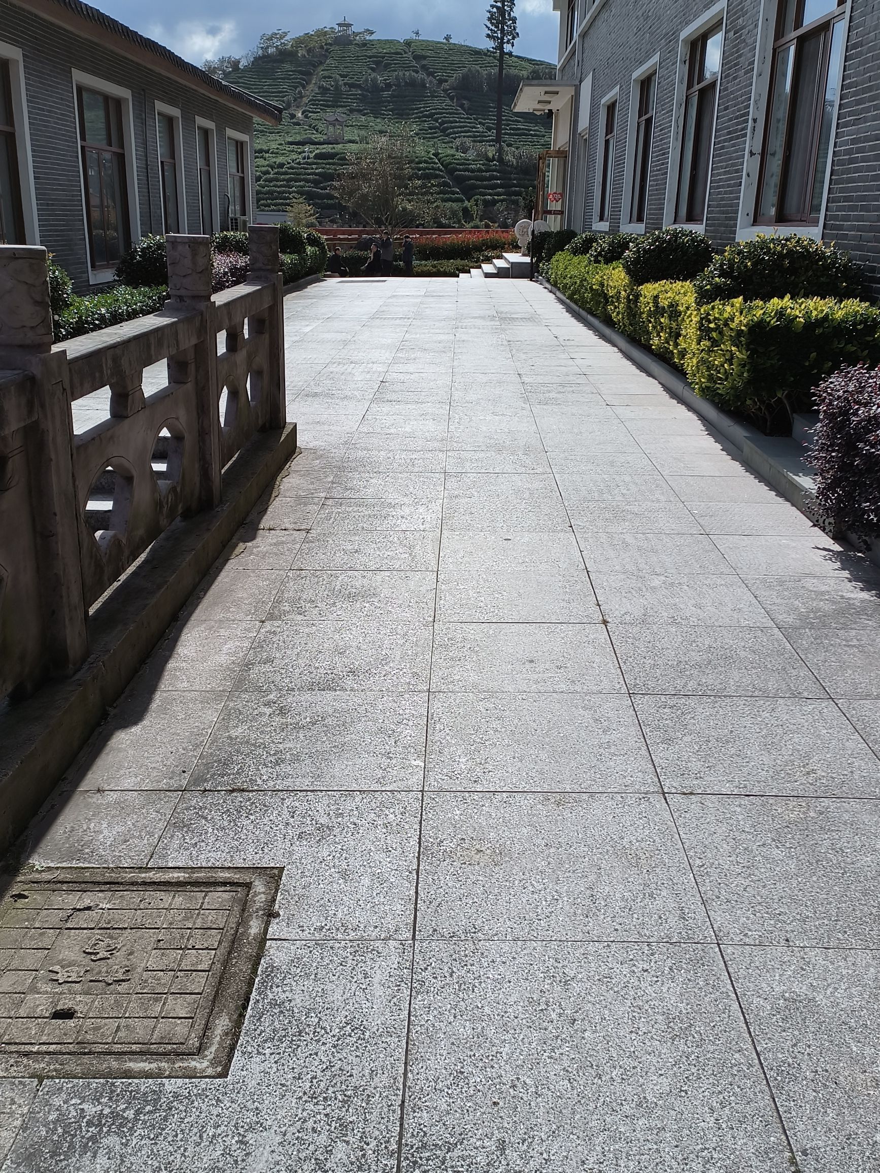 羊岩山茶文化园景区旅行图片 3
