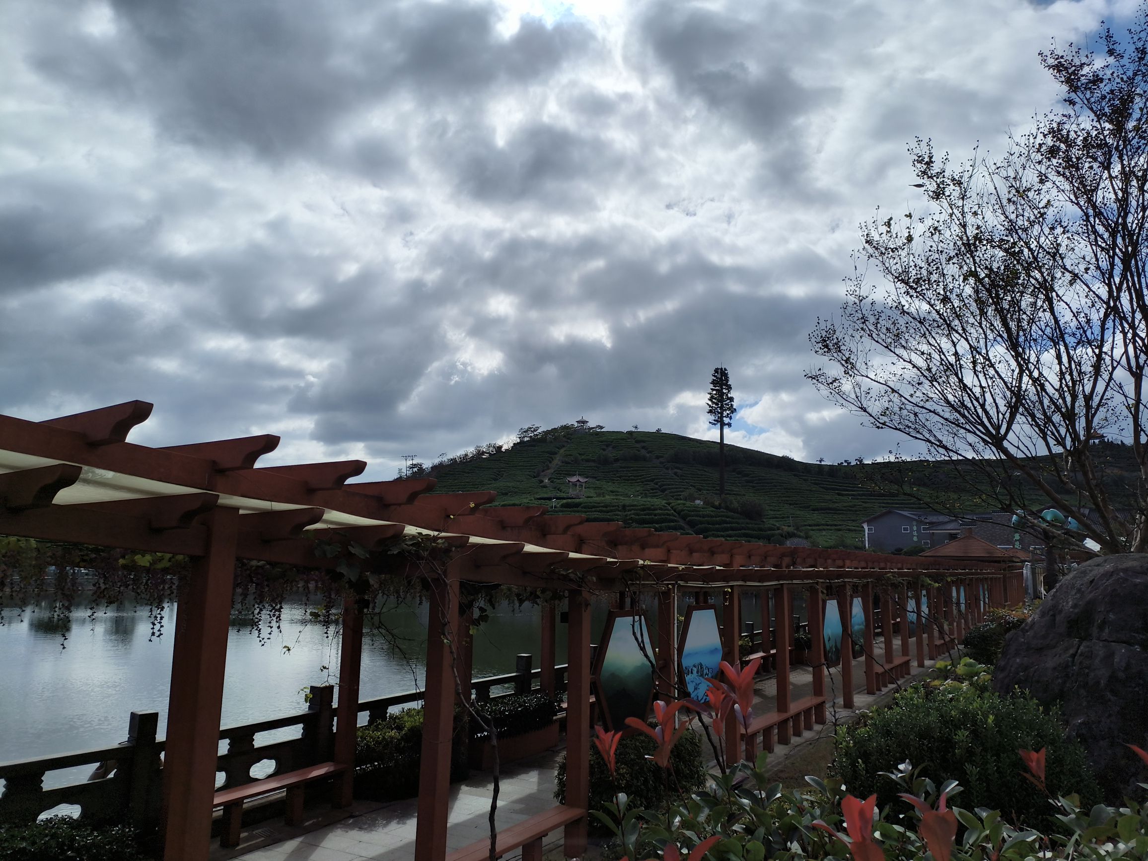 羊岩山茶文化园景区旅行图片 2