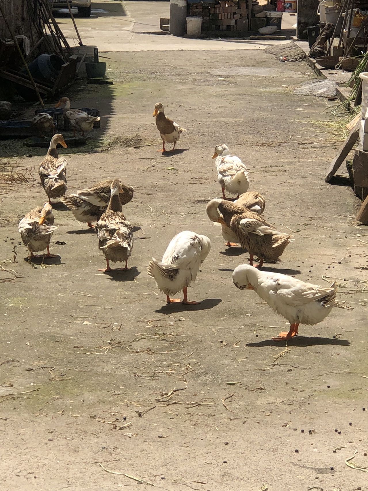 高迁古村旅行图片 3