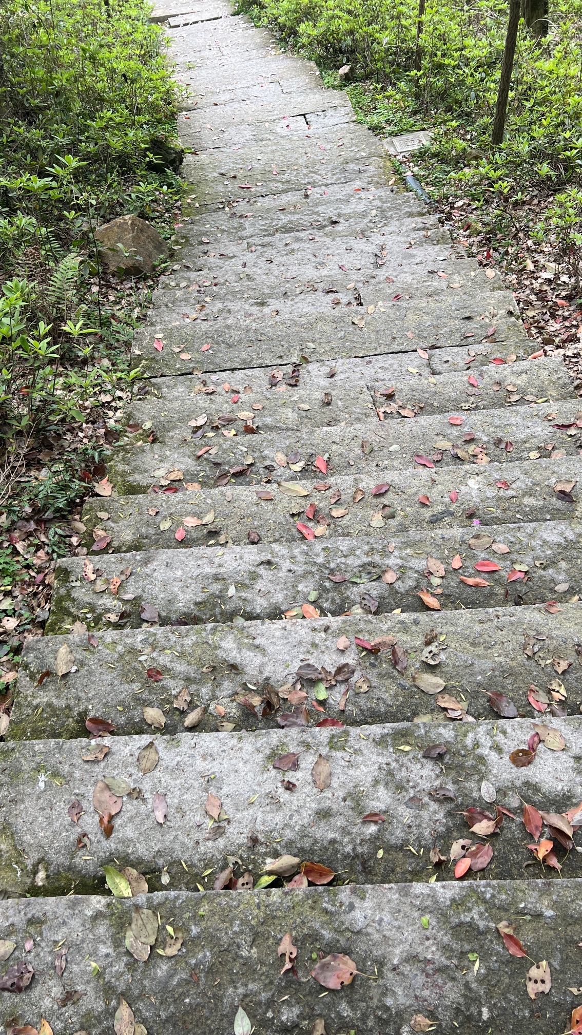 中央山公园旅行图片 3