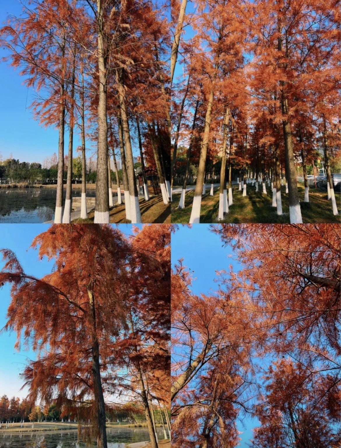 九龙湖国家湿地公园旅行图片 3