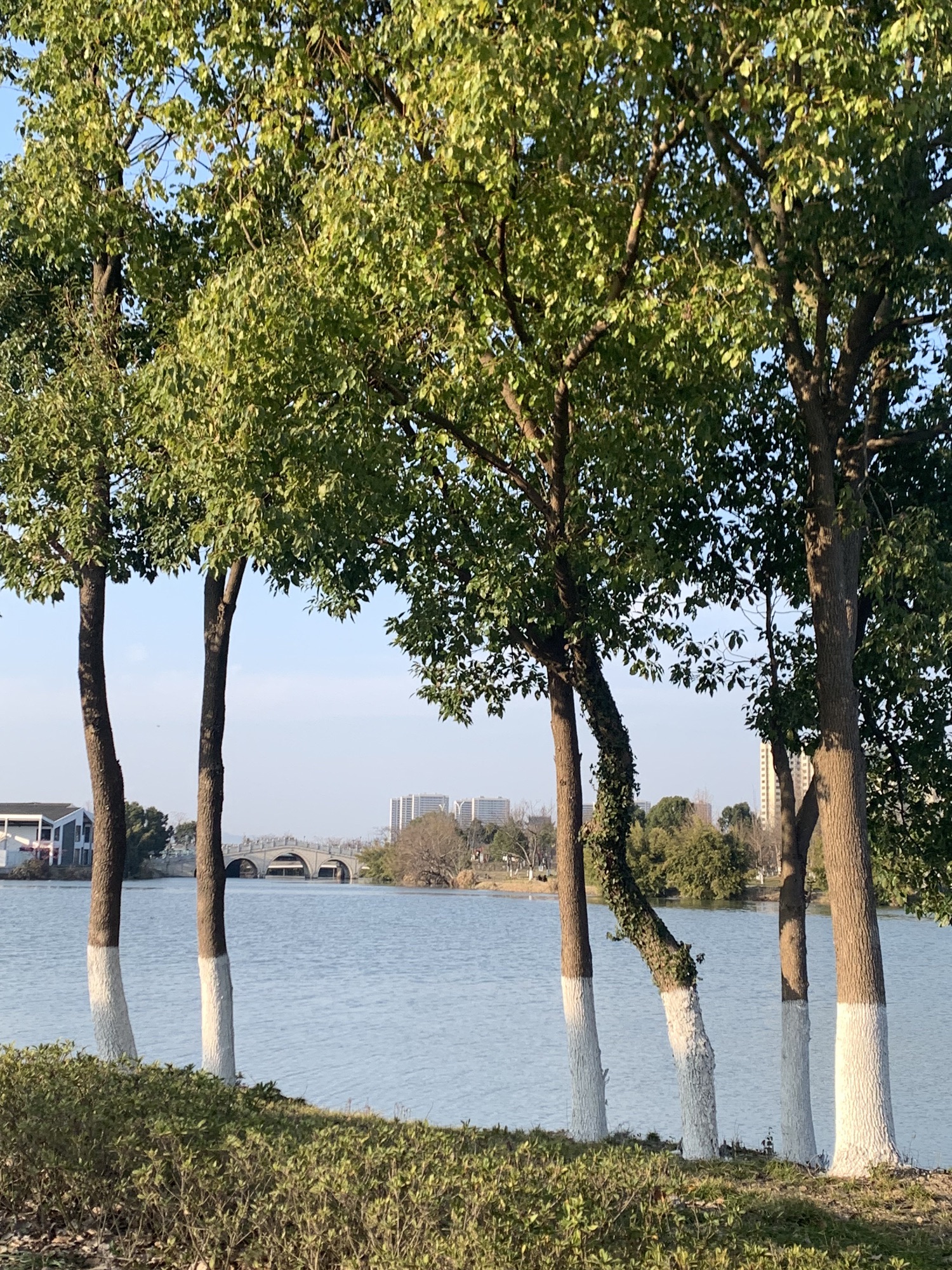 九龙湖国家湿地公园旅行图片 1