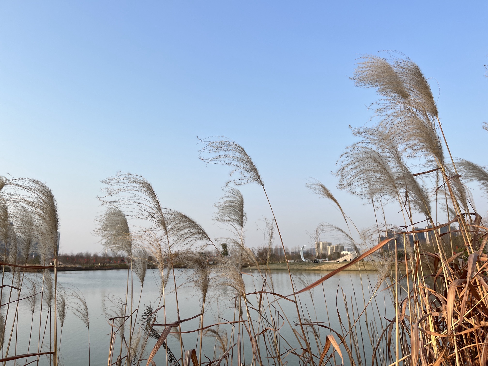 九龙湖国家湿地公园旅行图片 2
