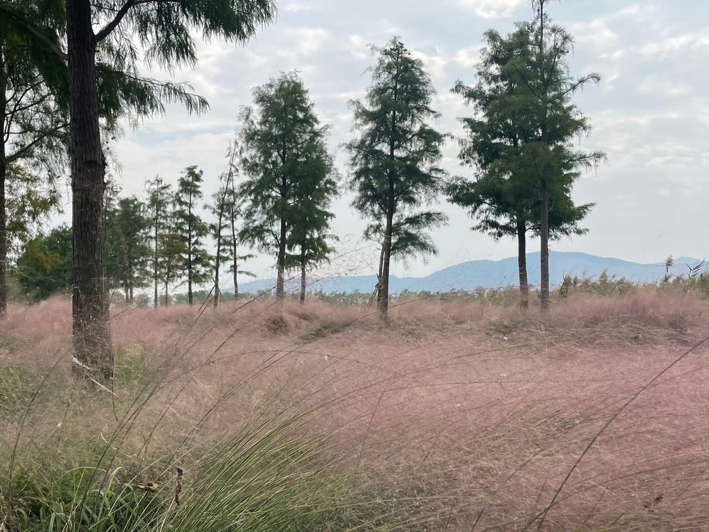 漩门湾国家湿地公园旅行图片 2