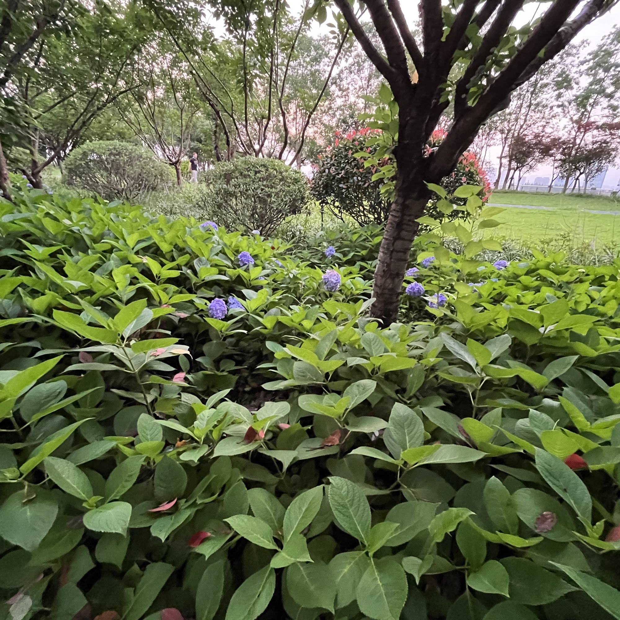 温州植物园旅行图片 3