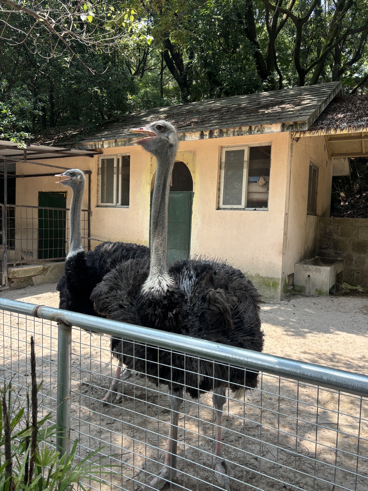 温州动物园旅行图片 2