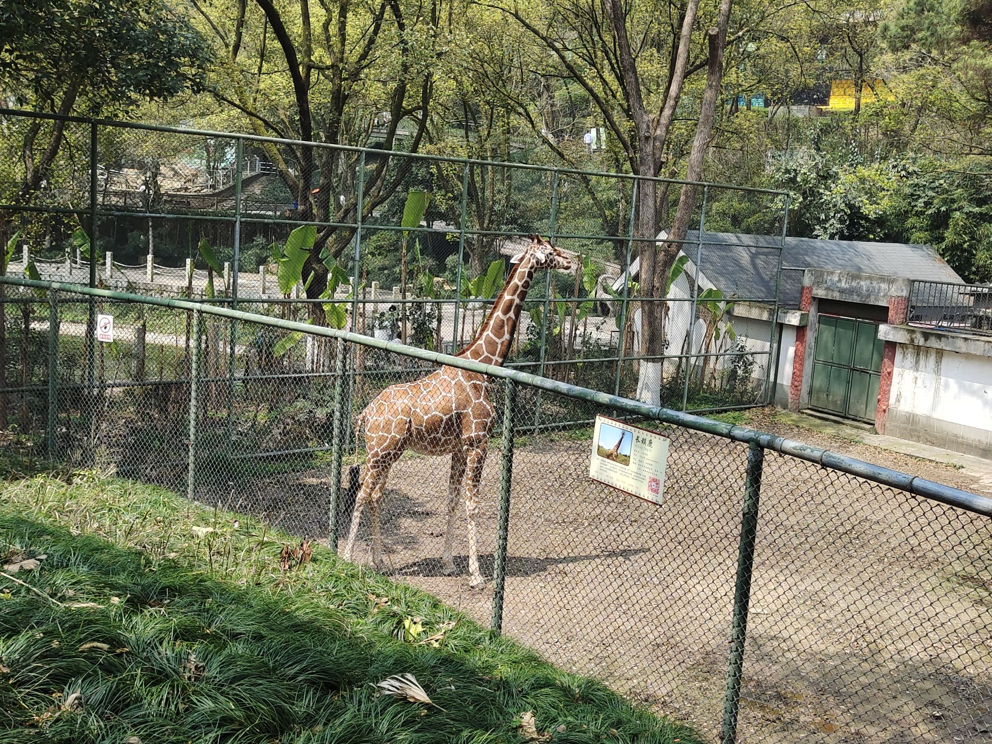 温州动物园旅行图片 3