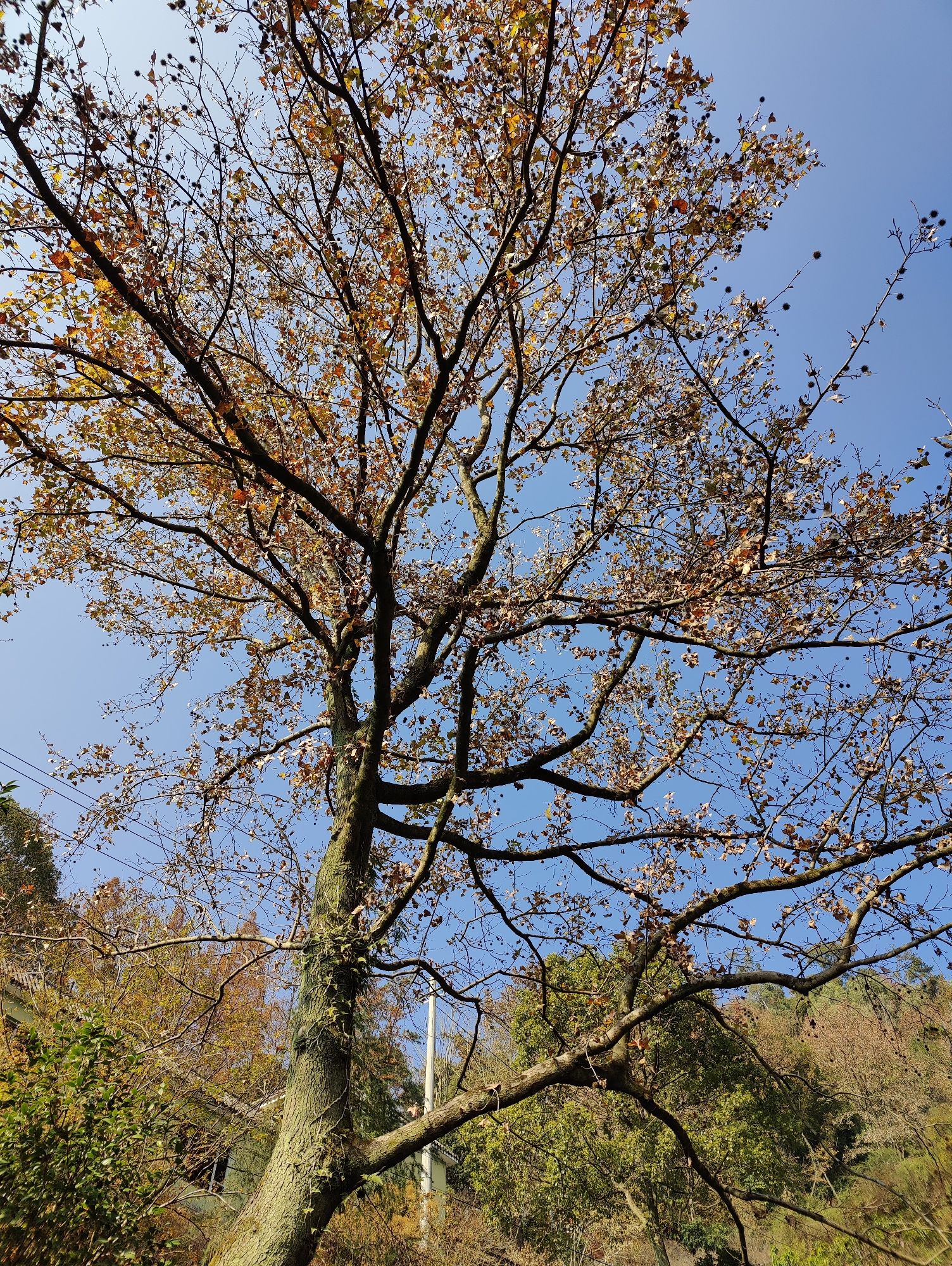 东塔公园旅行图片 3