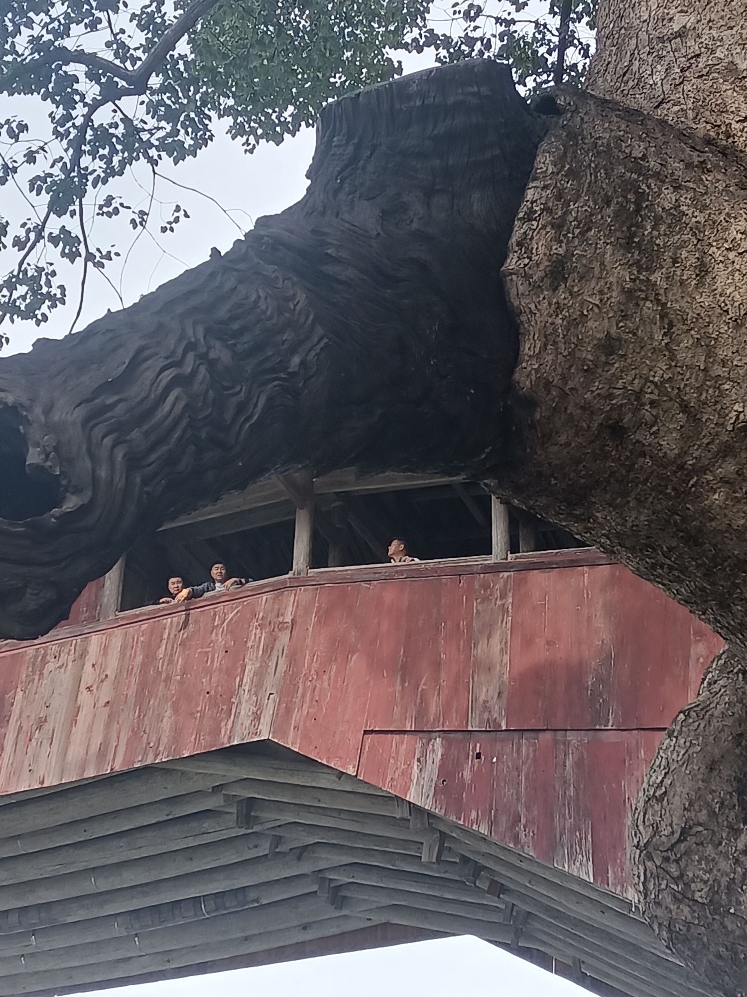 龙麒源旅行图片 3
