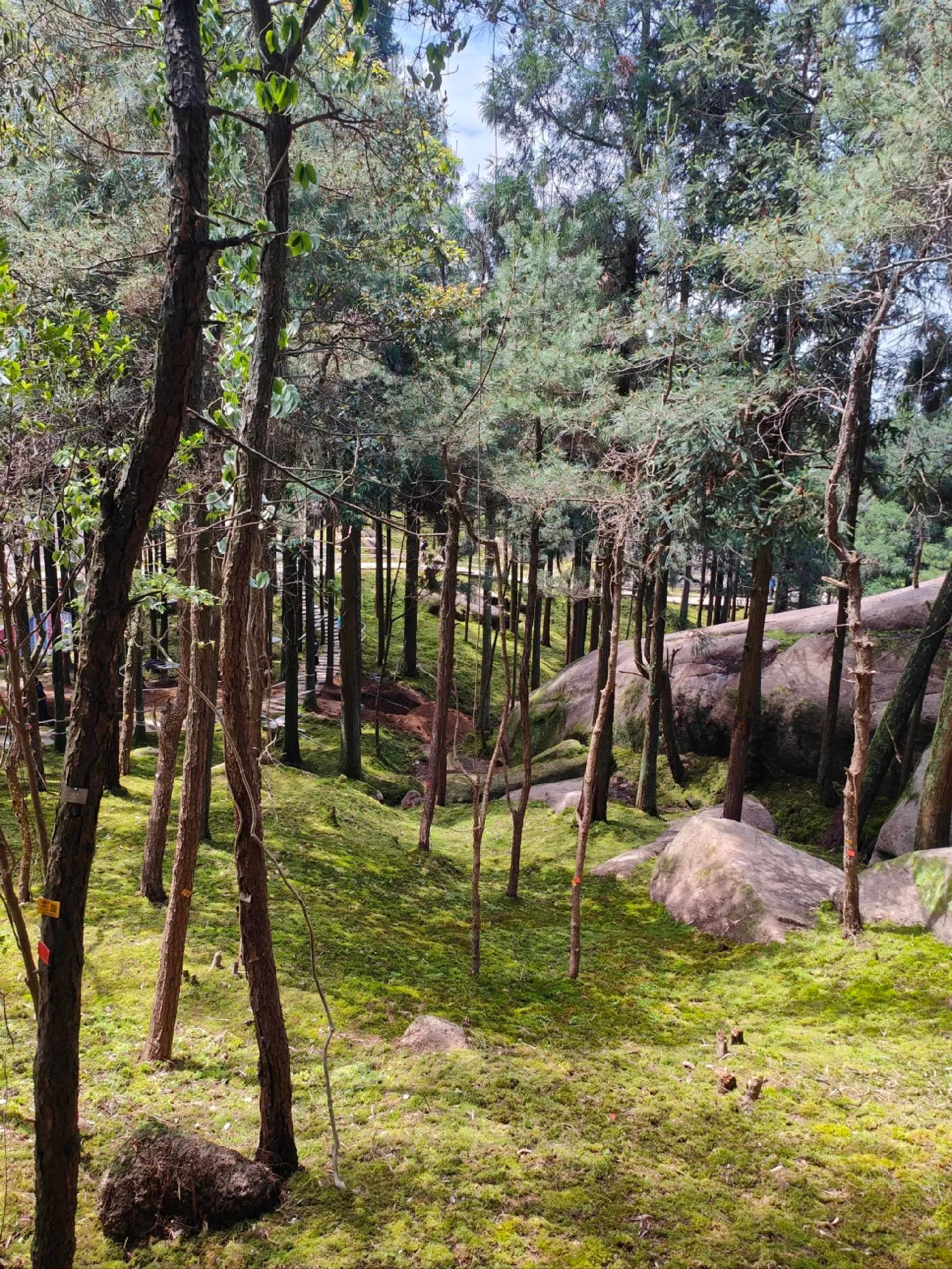 玉苍山国家森林公园旅行图片 1