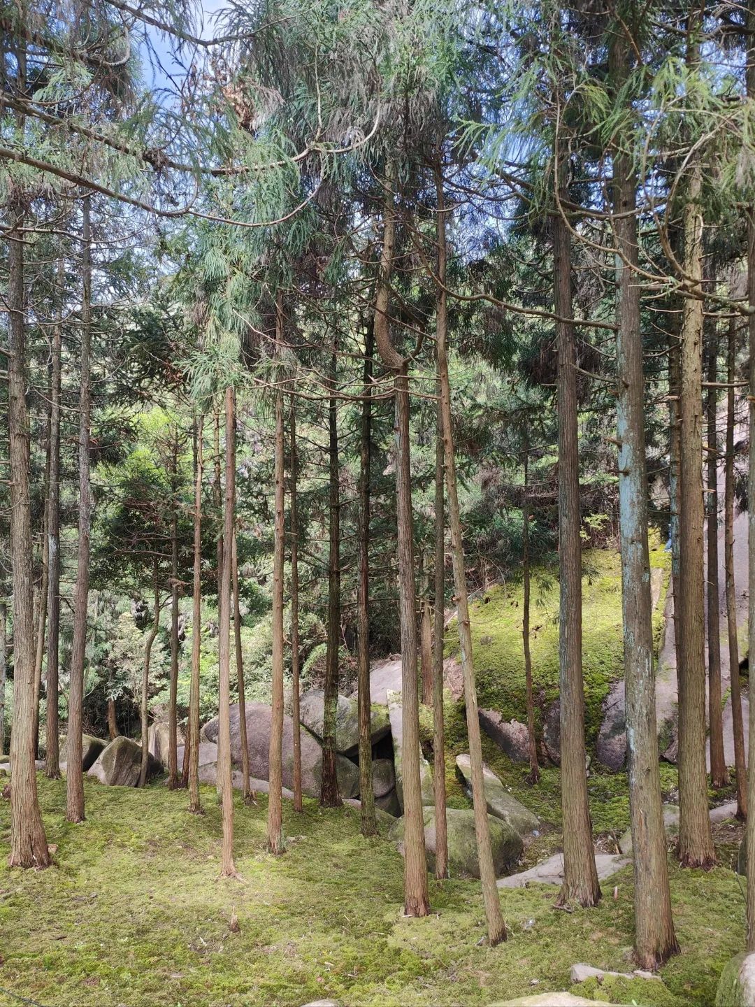 玉苍山国家森林公园旅行图片 2
