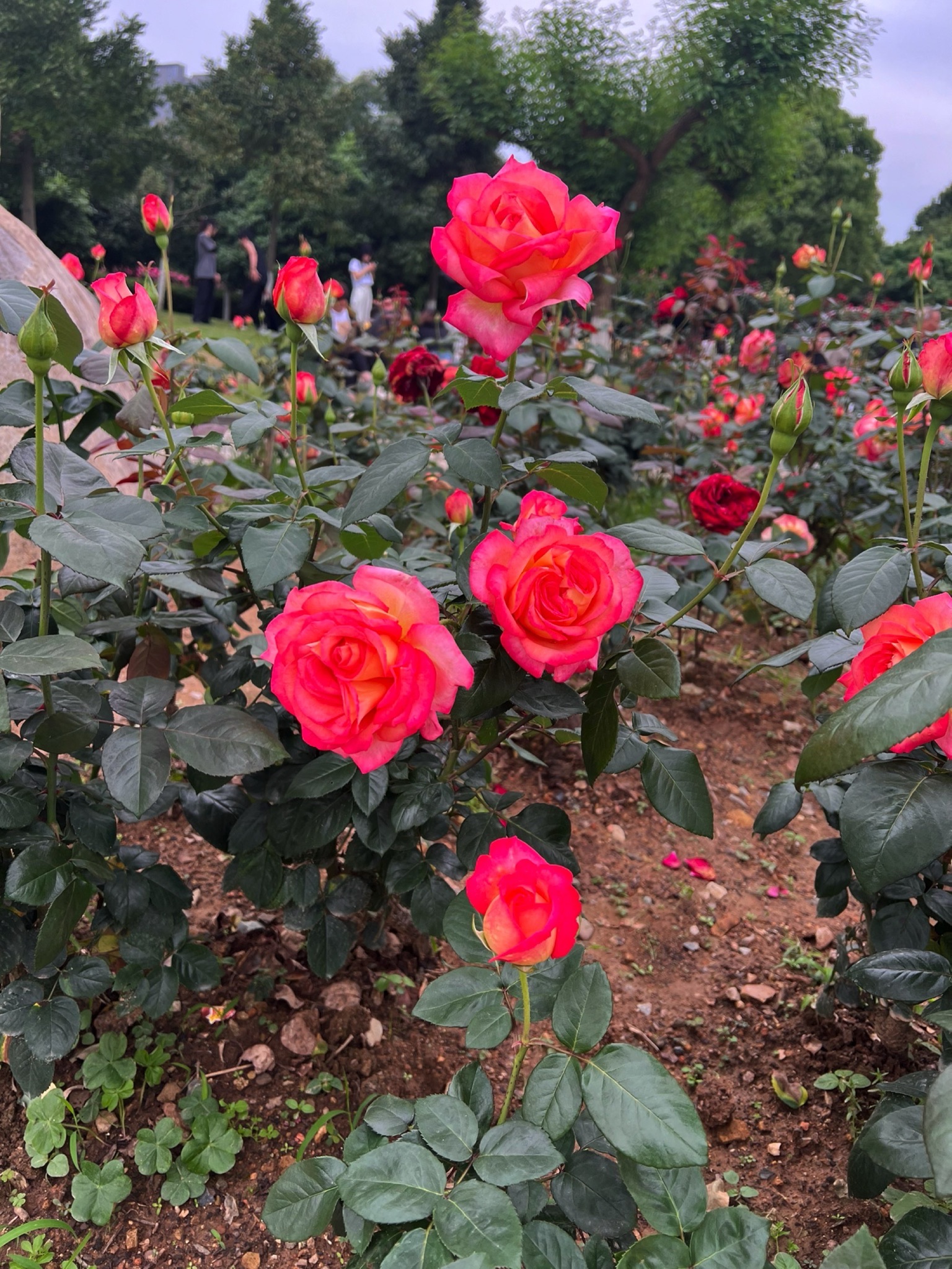 杨府山公园旅行图片 2
