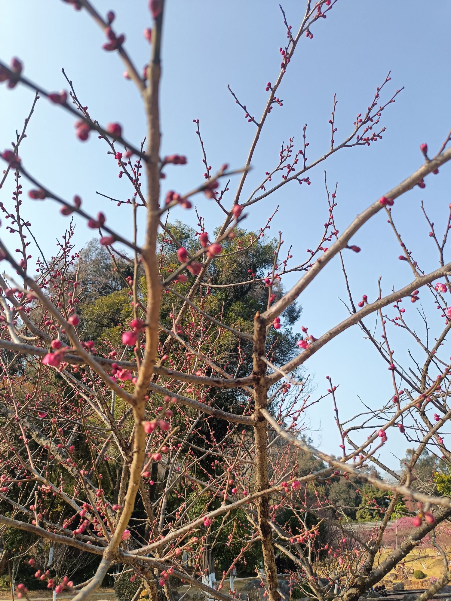 杨府山公园旅行图片 2