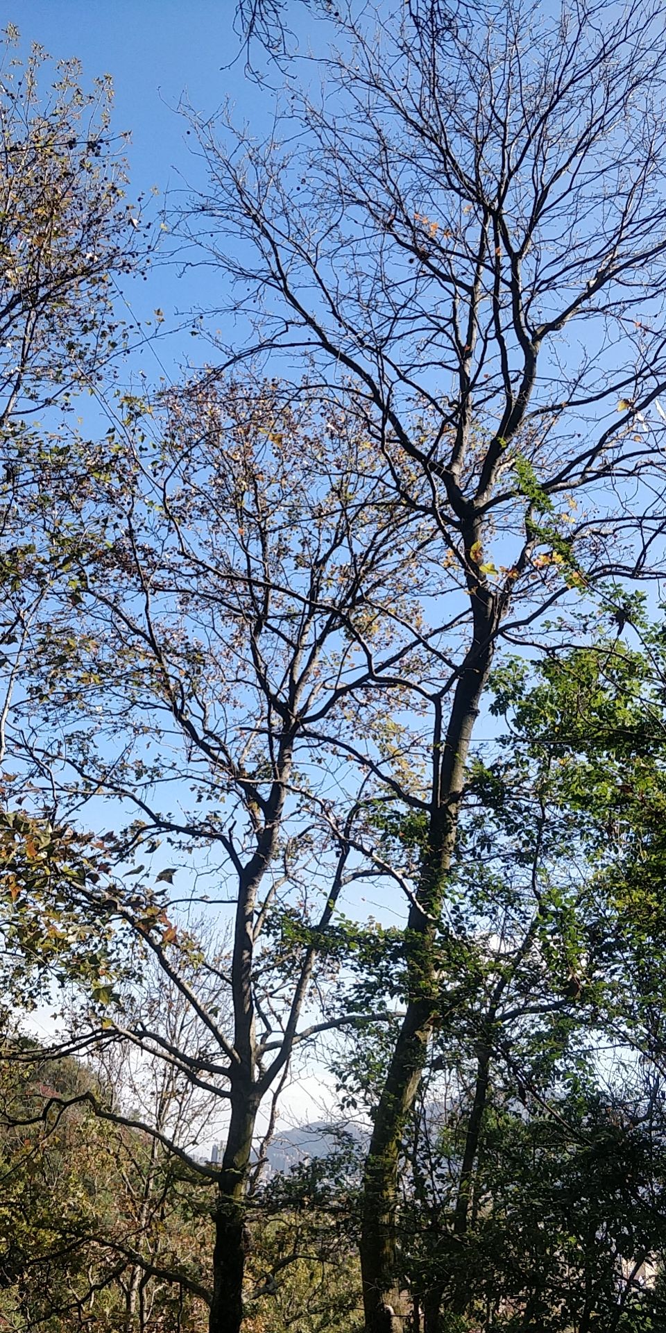 蓬溪村旅行图片 1