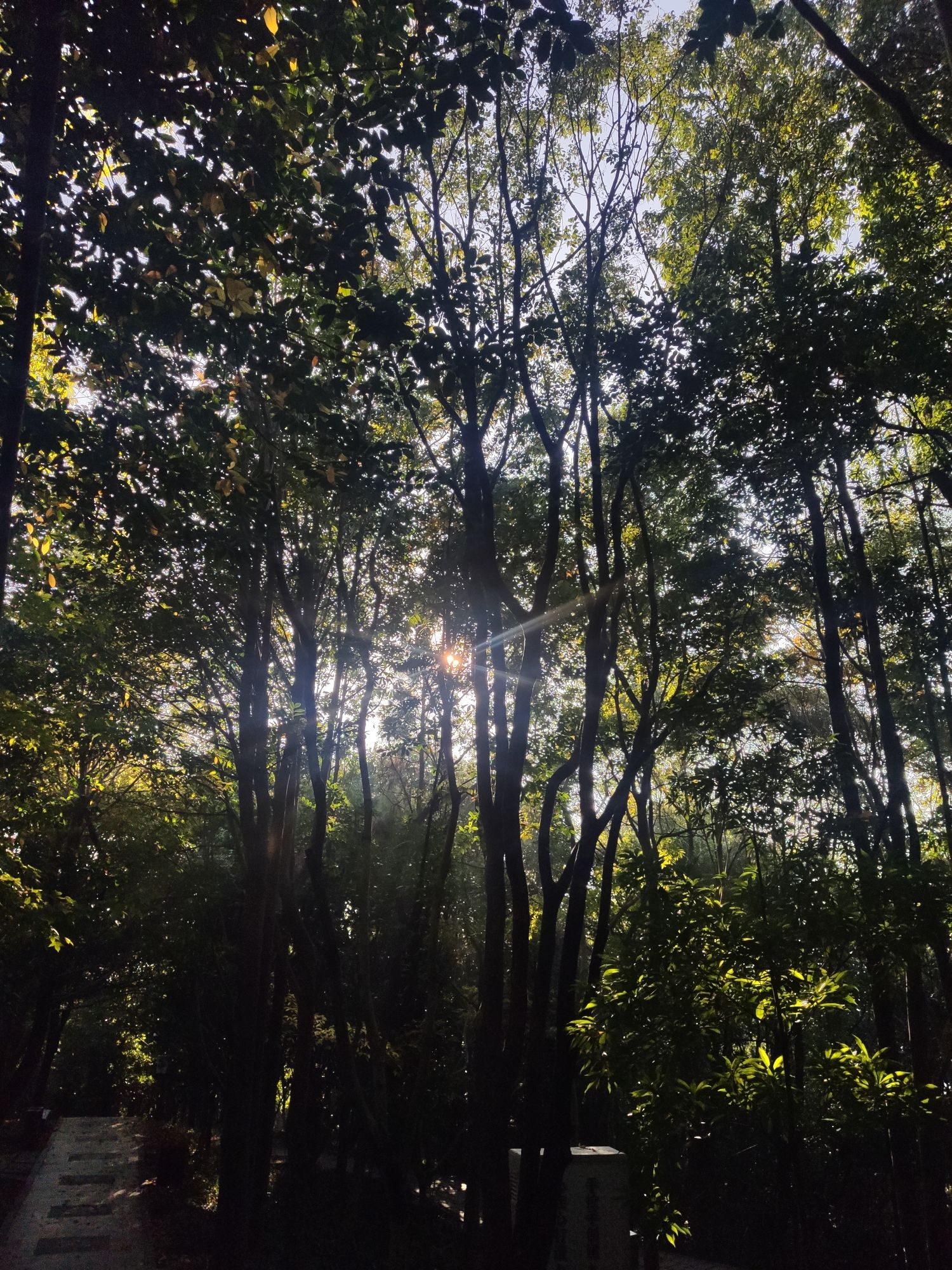 万松山公园旅行图片 3