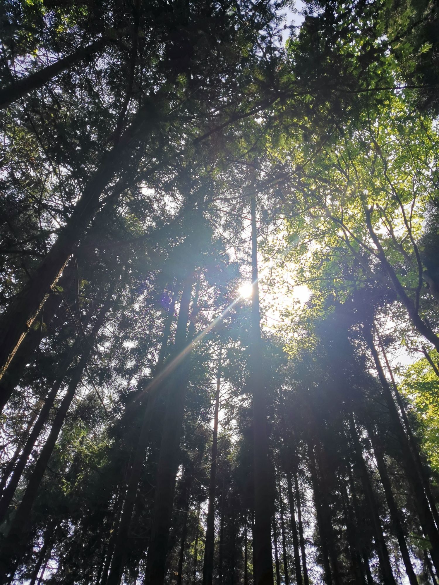 满田森林公园旅行图片 3