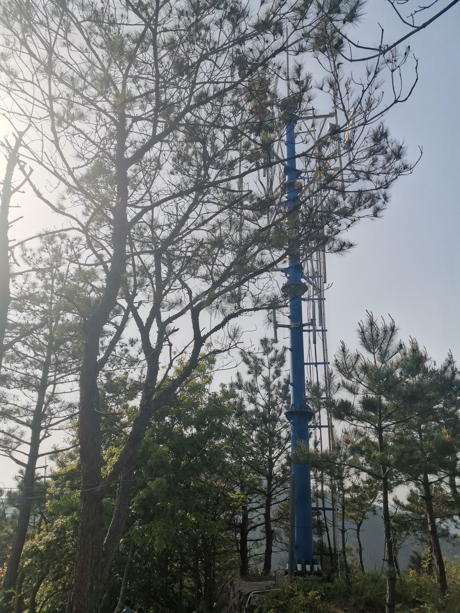 满田森林公园旅行图片 1