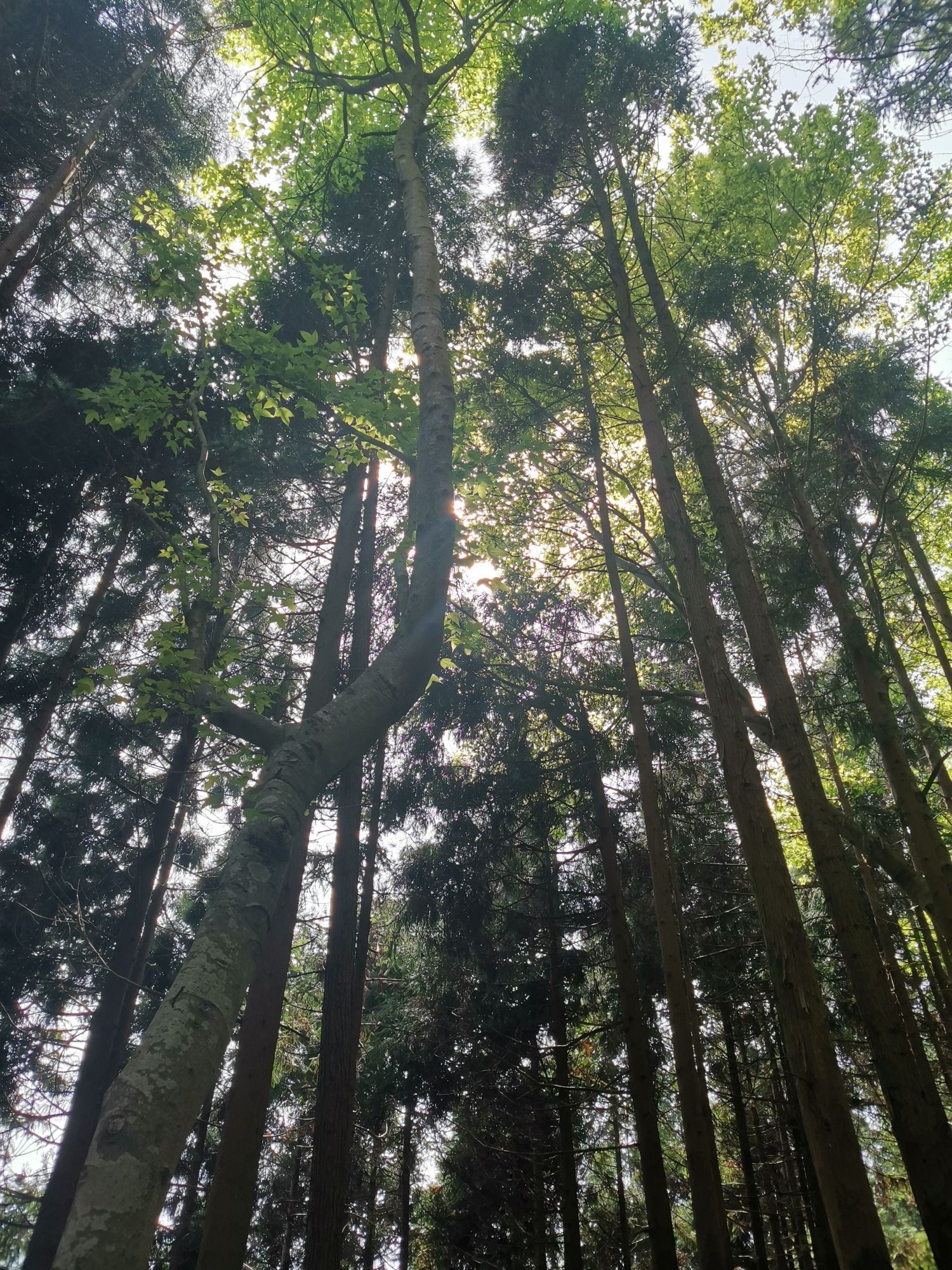 满田森林公园旅行图片 2