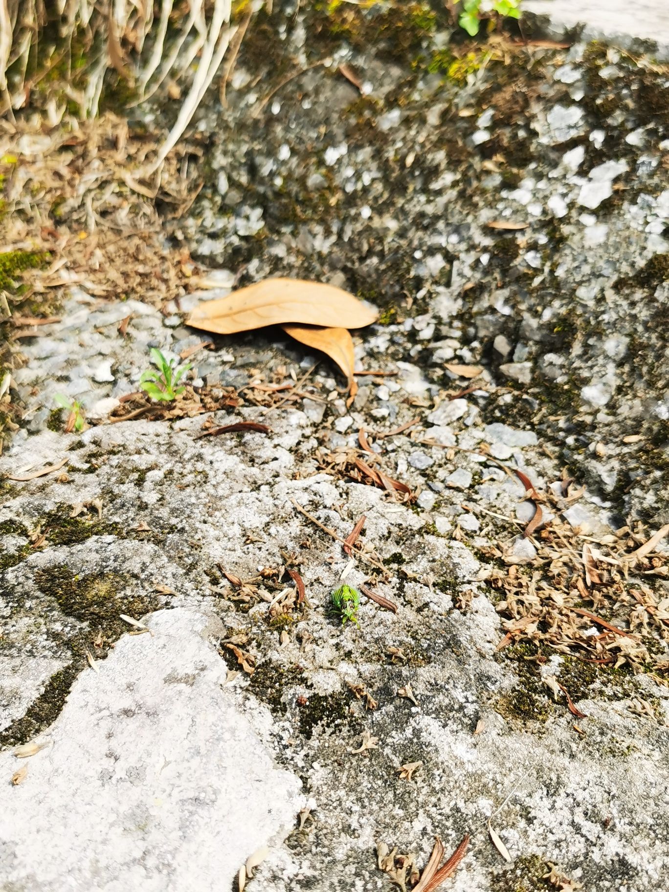 灵山顶景区旅行图片 3