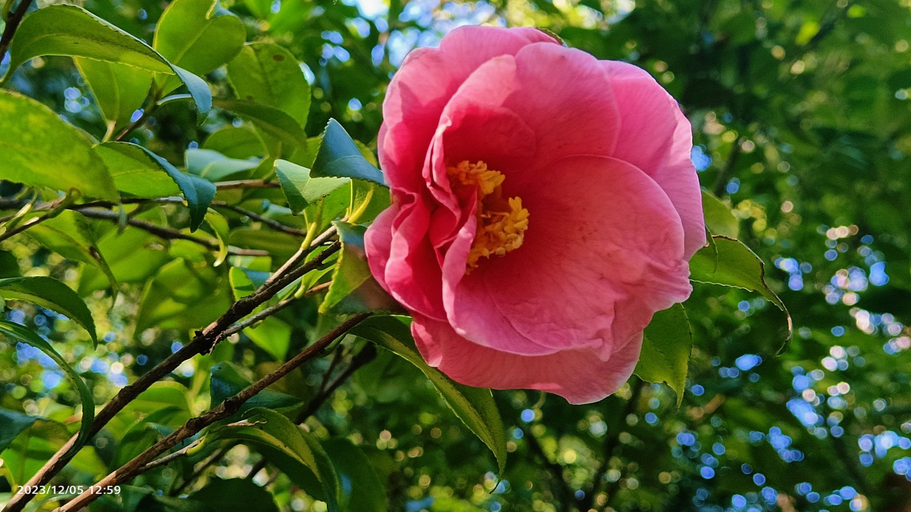 茶花园旅行图片 3