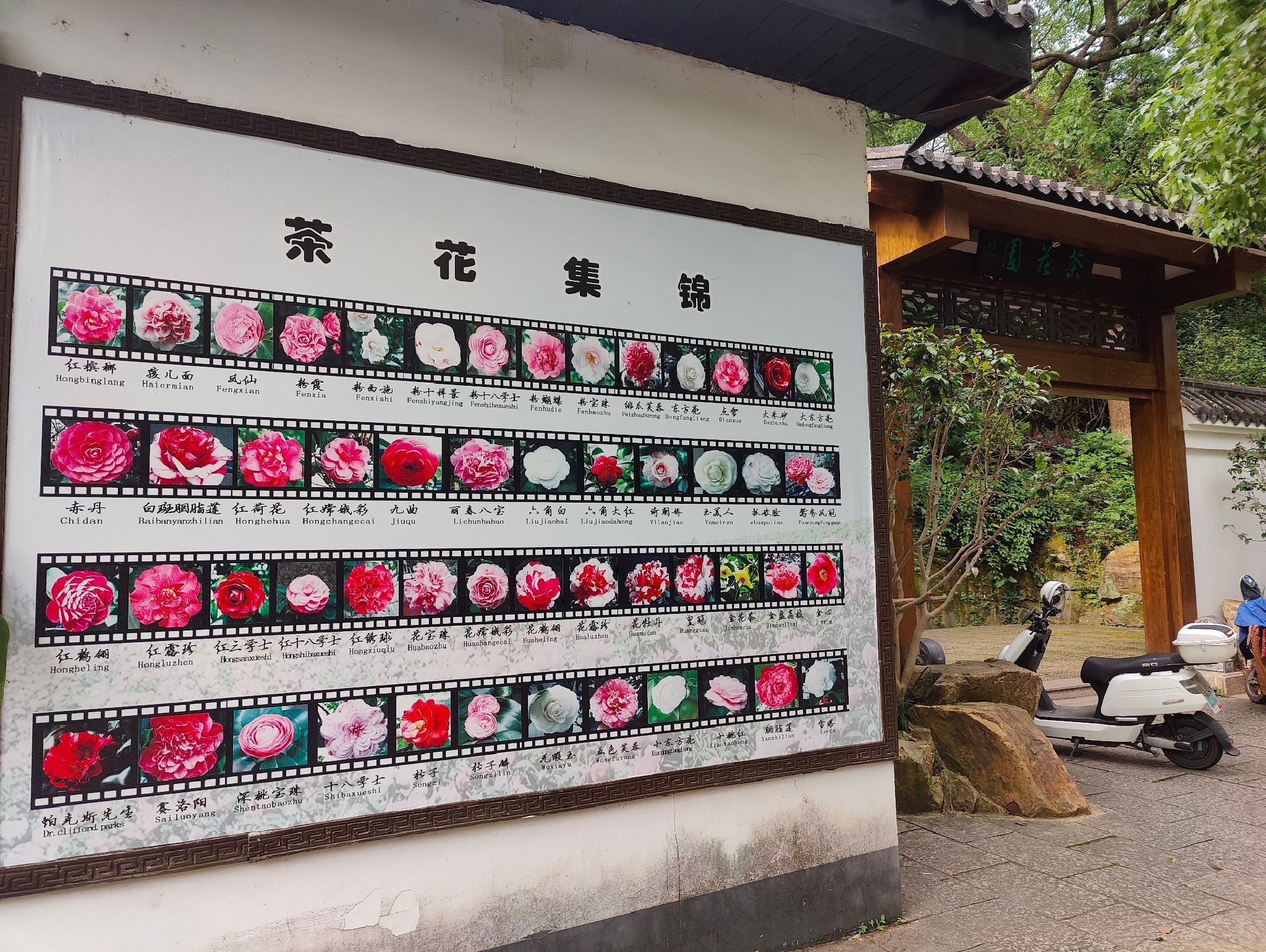 茶花园旅行图片 1